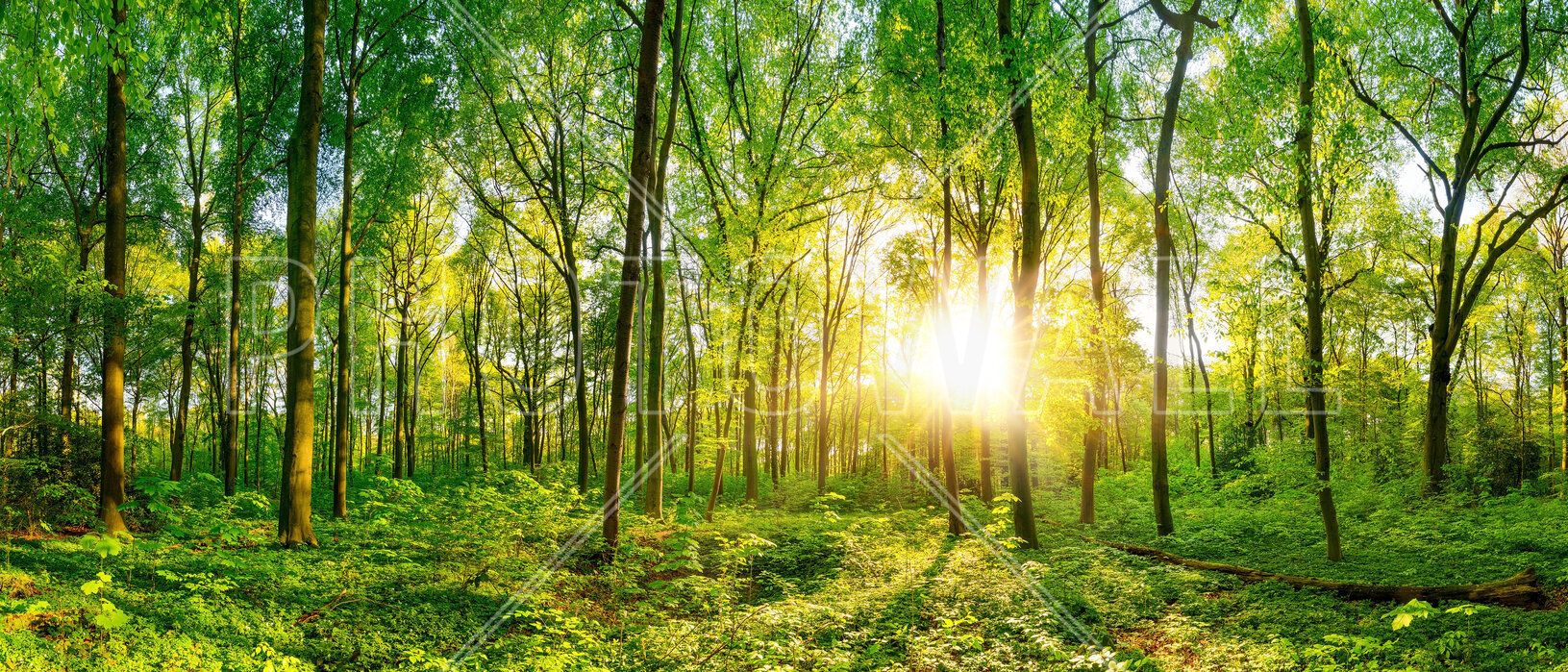 1631x699 Forest Sunrise