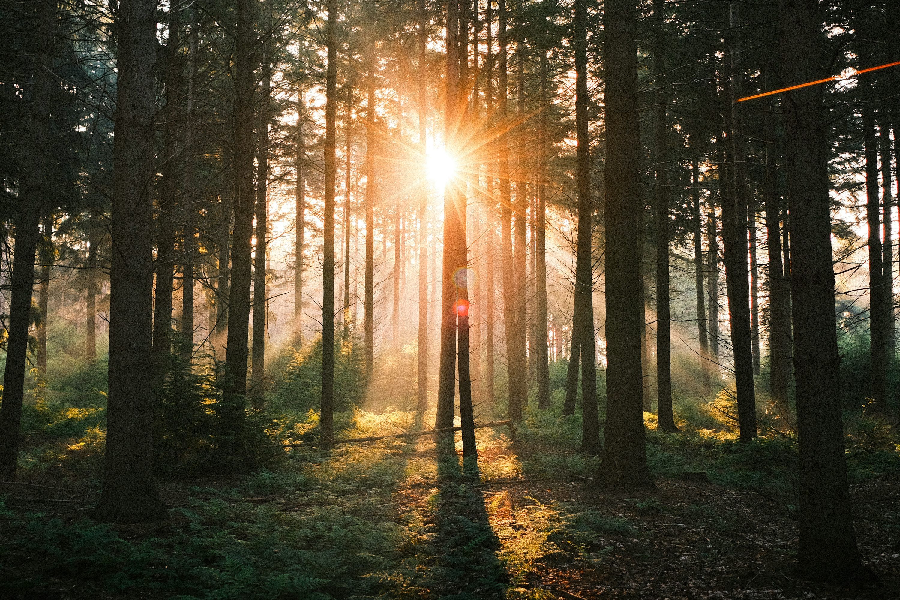 3000x1999 The sun is shininges in the forest photo