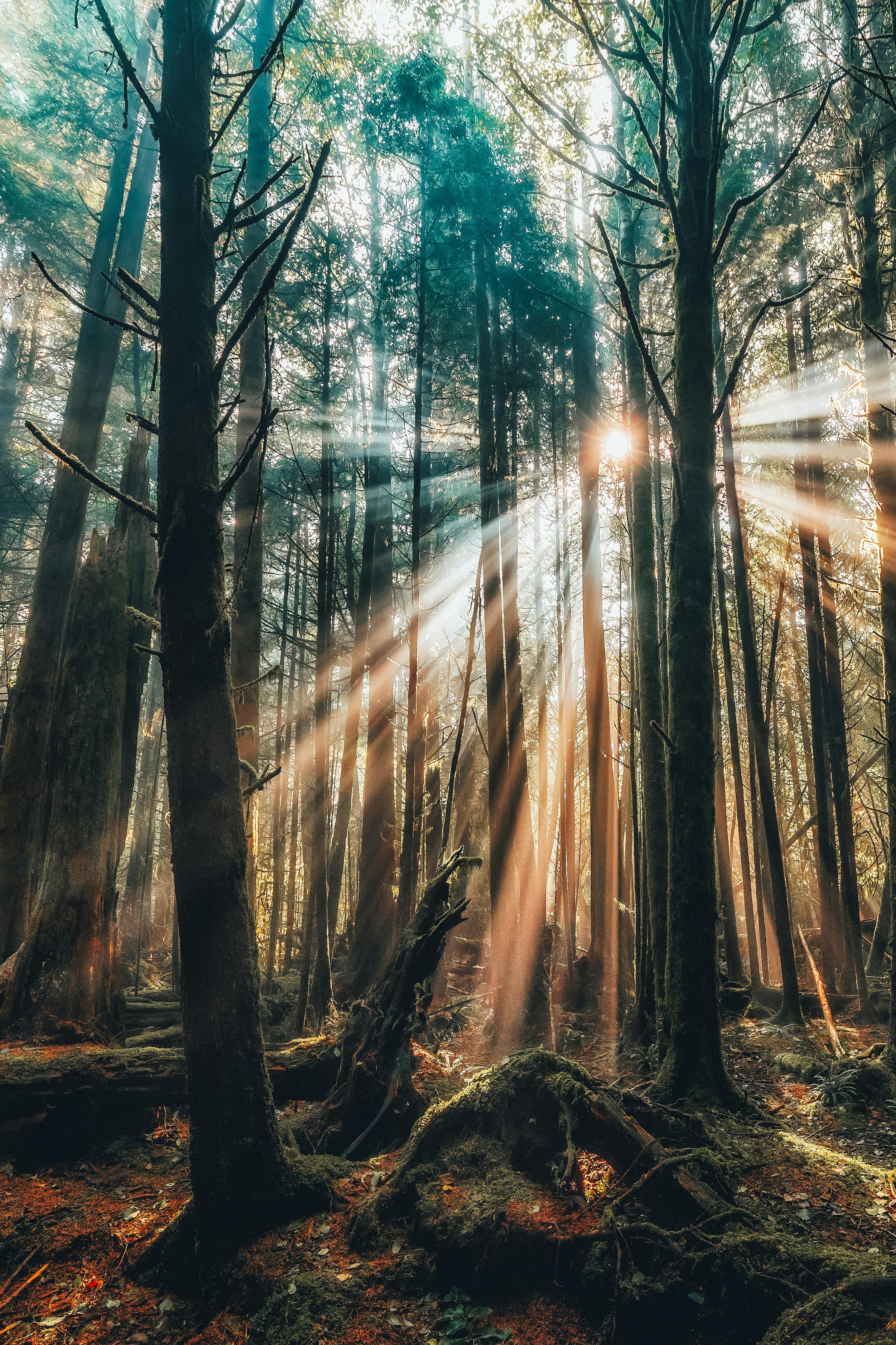 3000x4500 Sunlight Filtering Through Majestic Forest Trees · Free