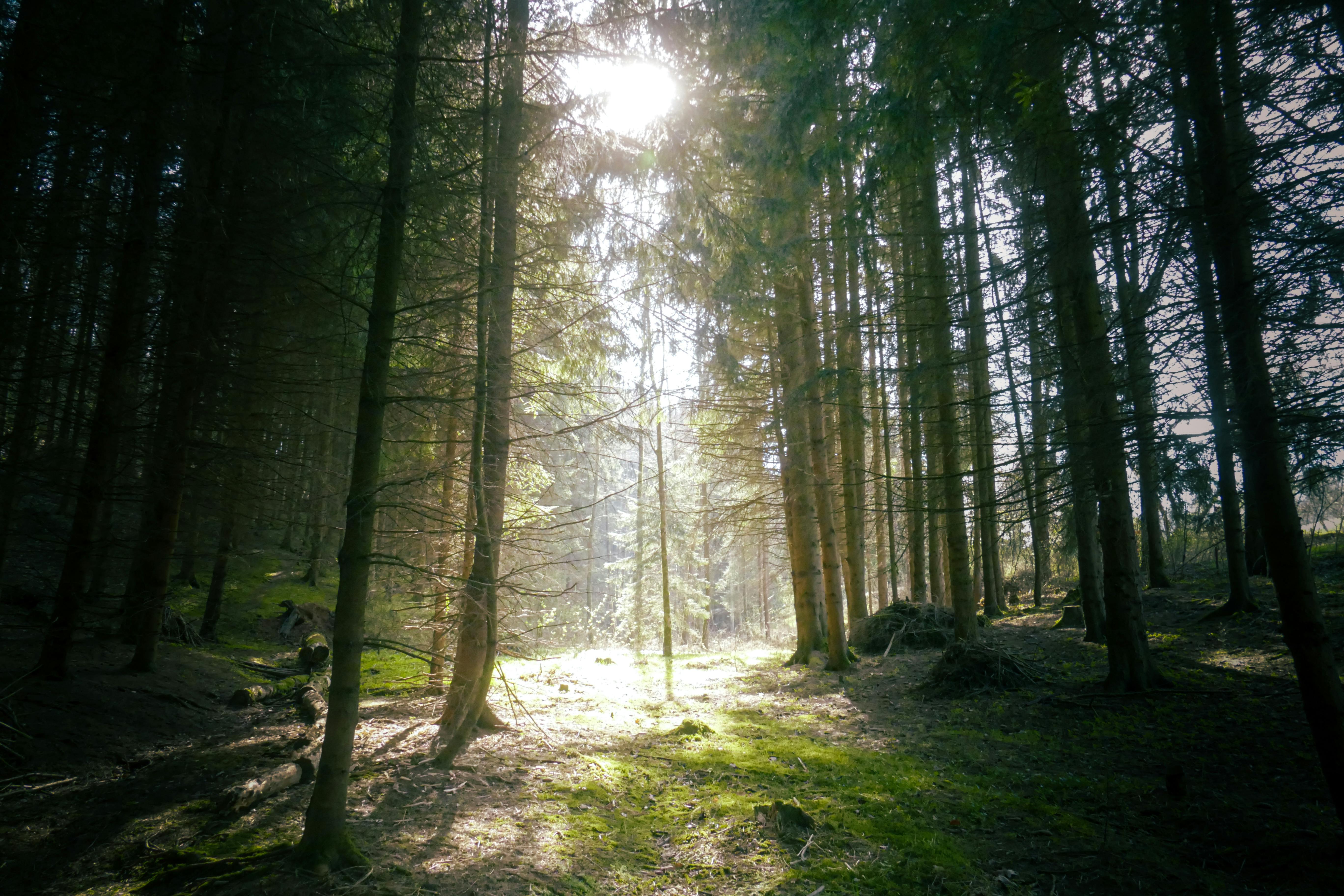5472x3648 Sunlight Filtering Through Forest Trees · Free