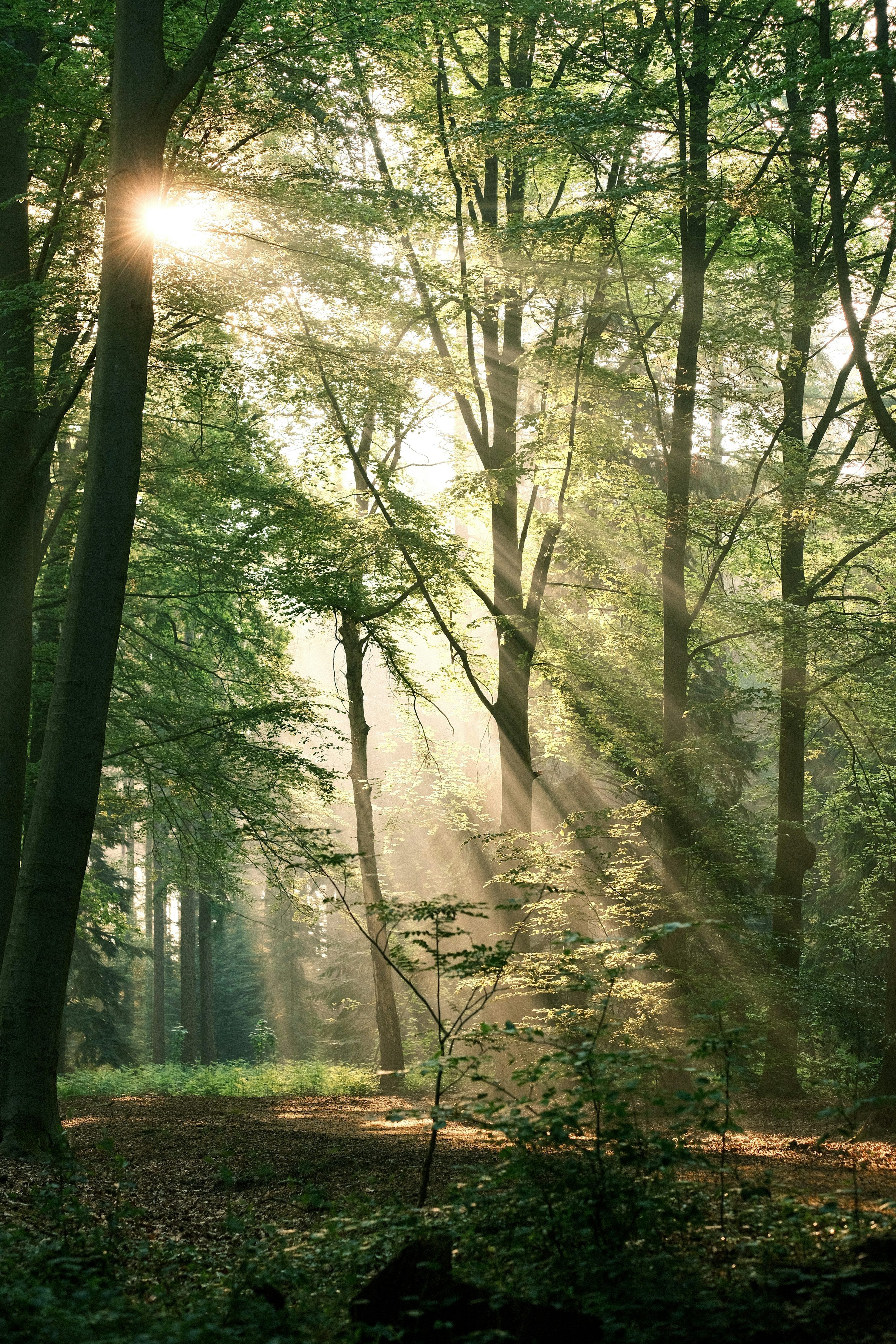 3000x4500 The sun shineses in the forest photo