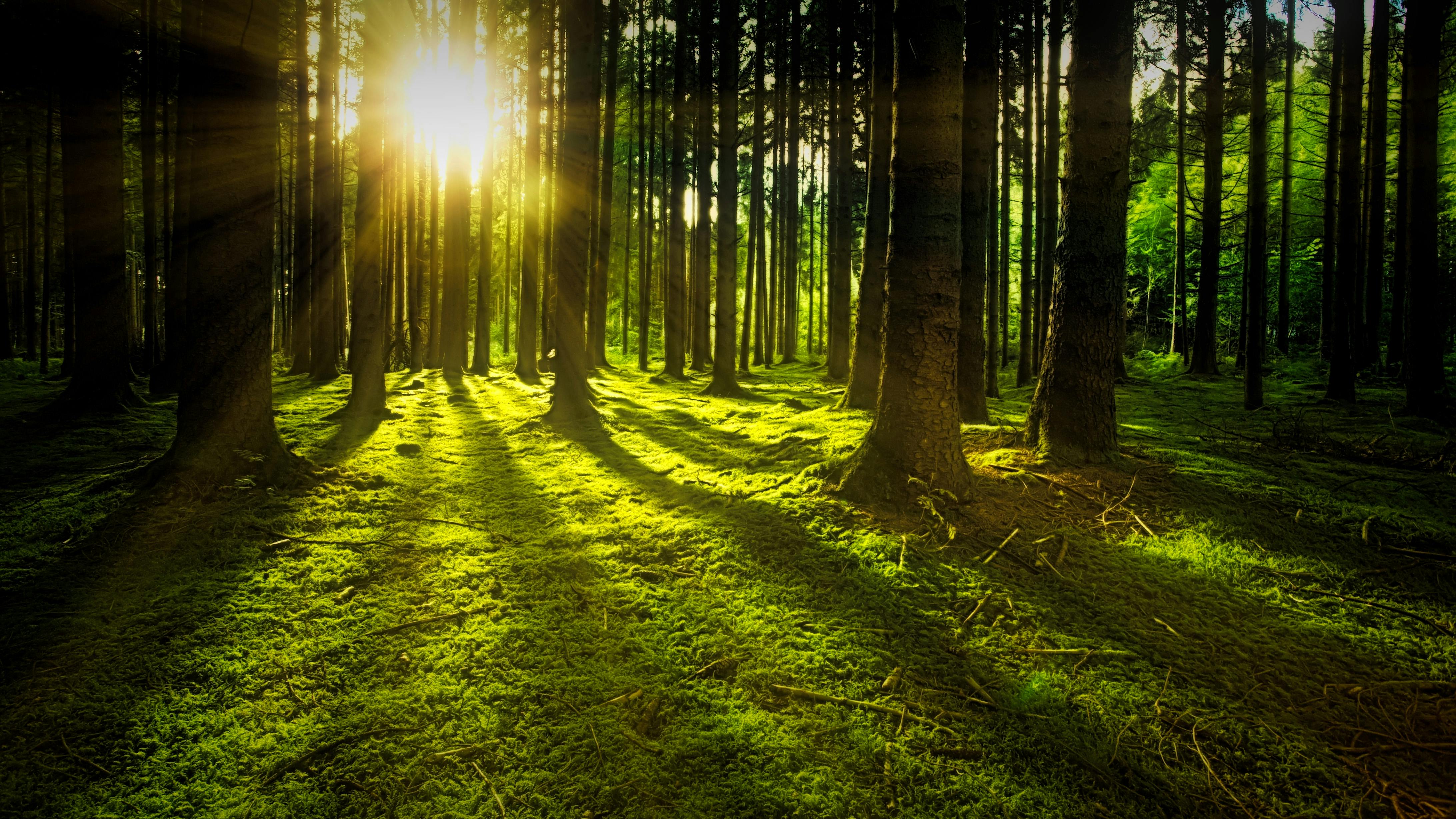 4368x2457 Forest Sun Photo, Download The BEST Free Forest Sun & HD Image
