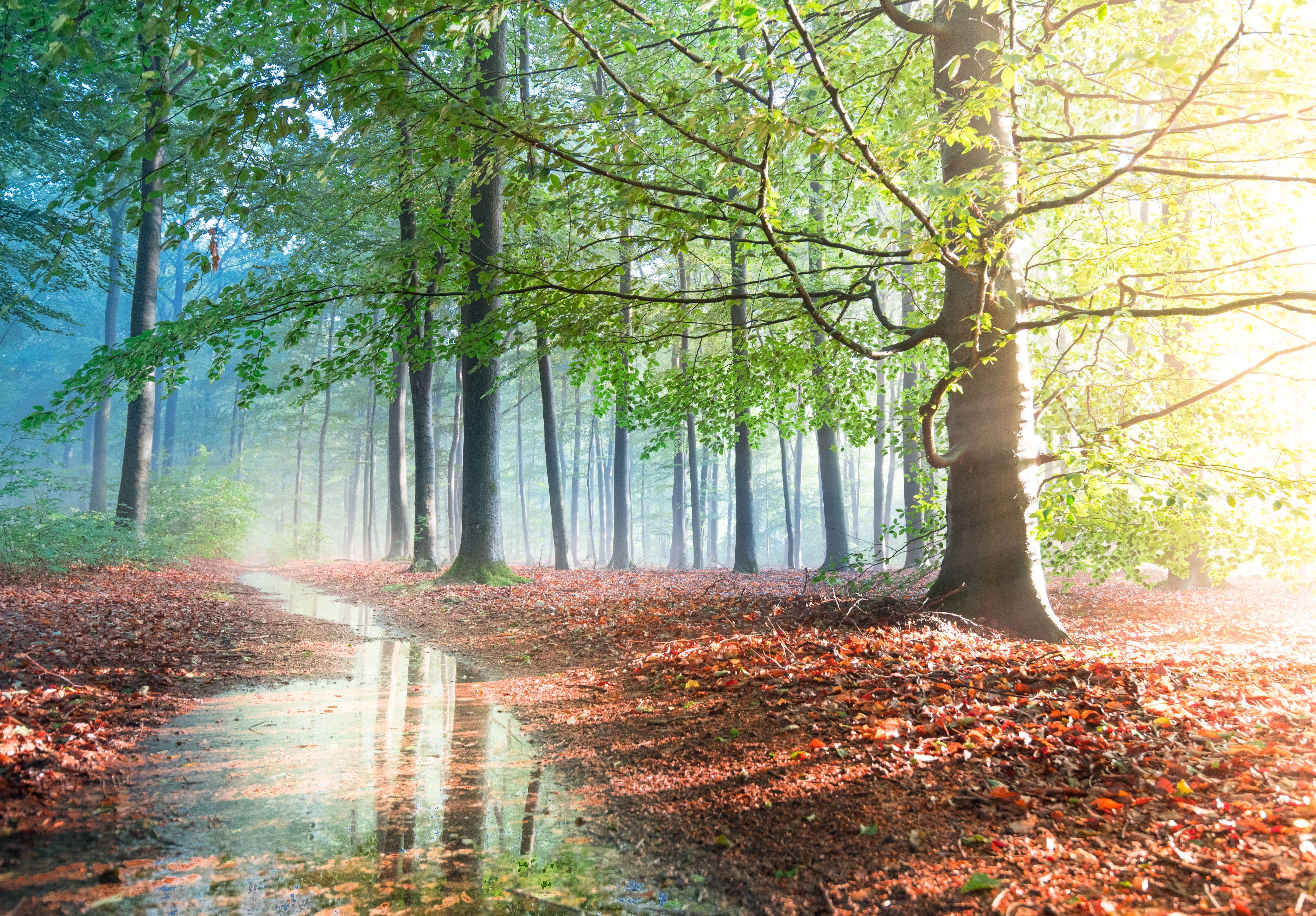 5057x3520 Forest Wallpaper 4K, Sunlight, Tree Branches, Path