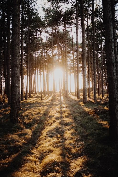 493x740 Forest sun background Image