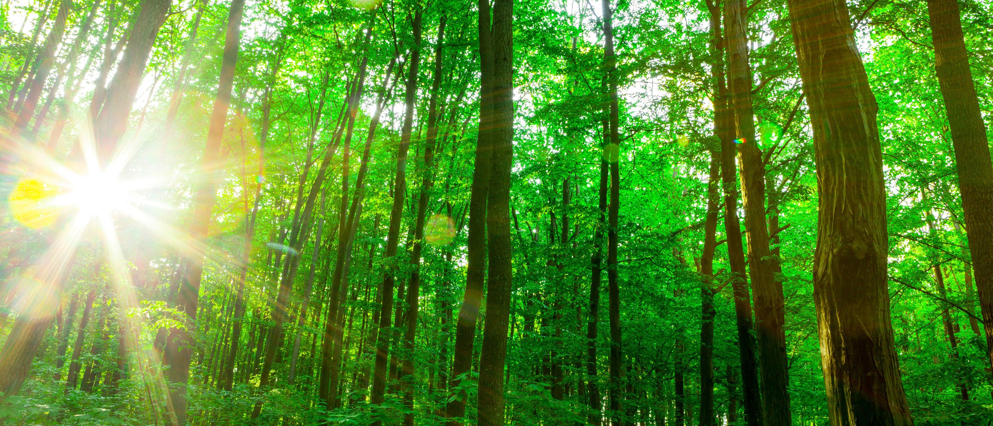 3200x1374 Green Sunlit Forest Wall Mural