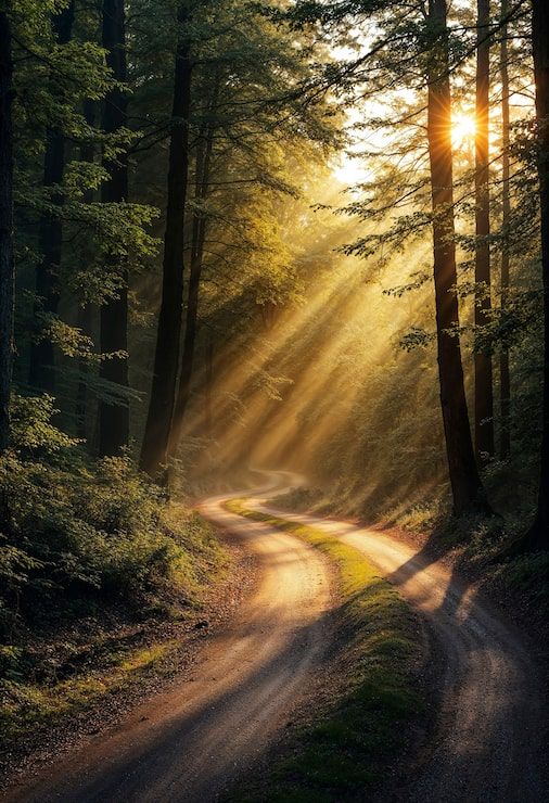506x740 Forest pathway sunlight Image