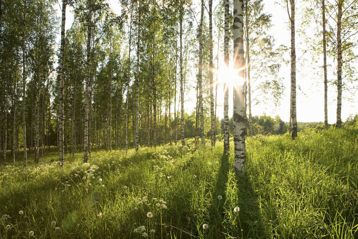 1232x821 Sunlight in forest of birch trees