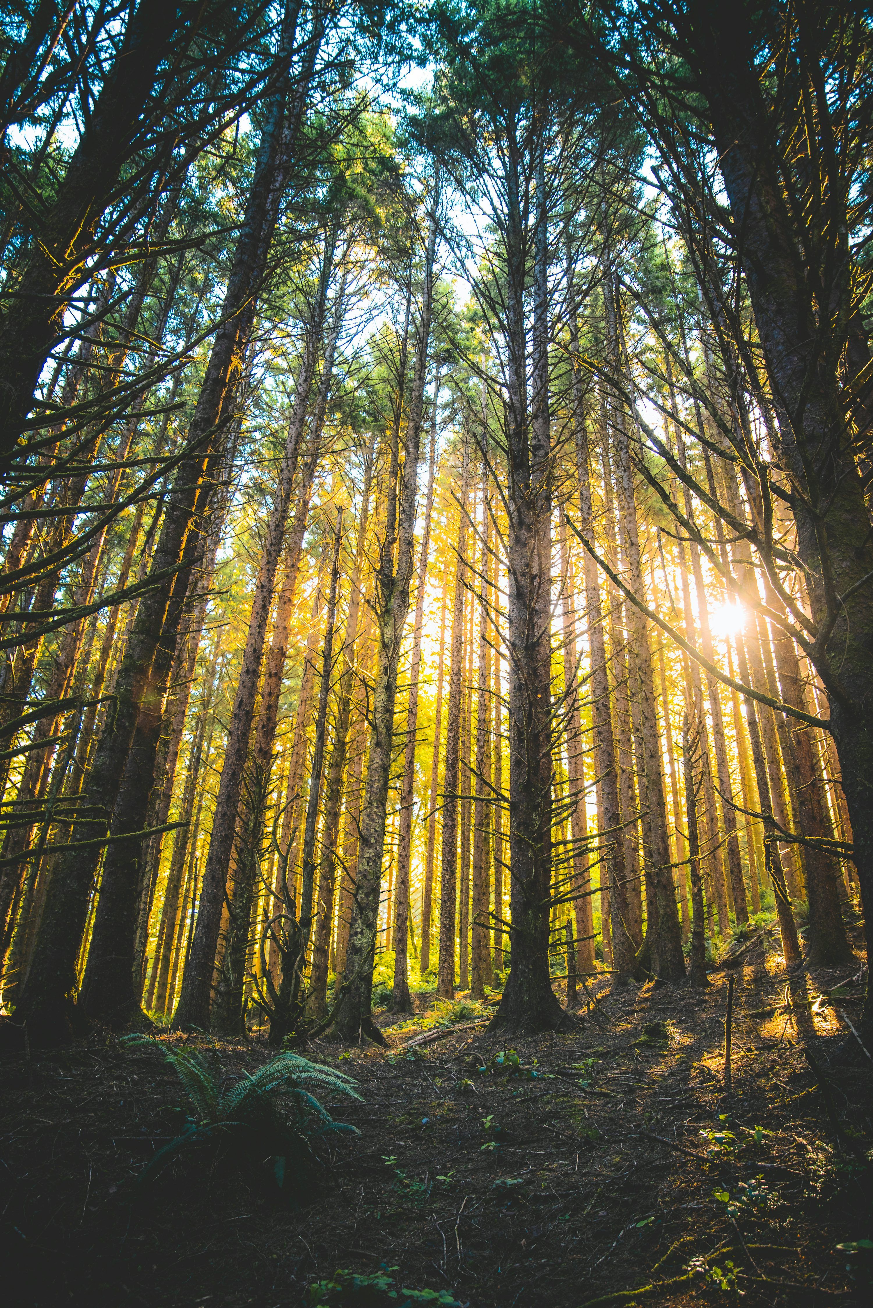 3000x4494 Tall trees with ray of sunlight during daytime photo