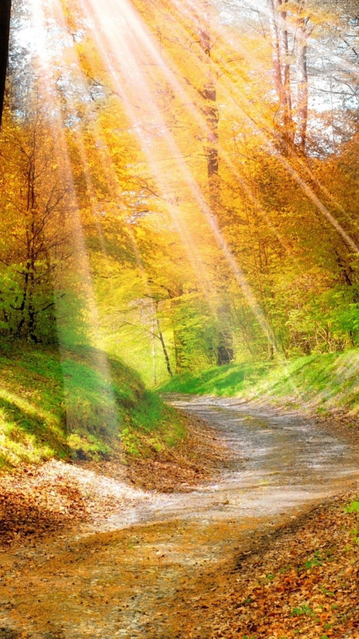 1242x2208 Forest Sun Wallpaper for iPhone Pro Max, X, 6