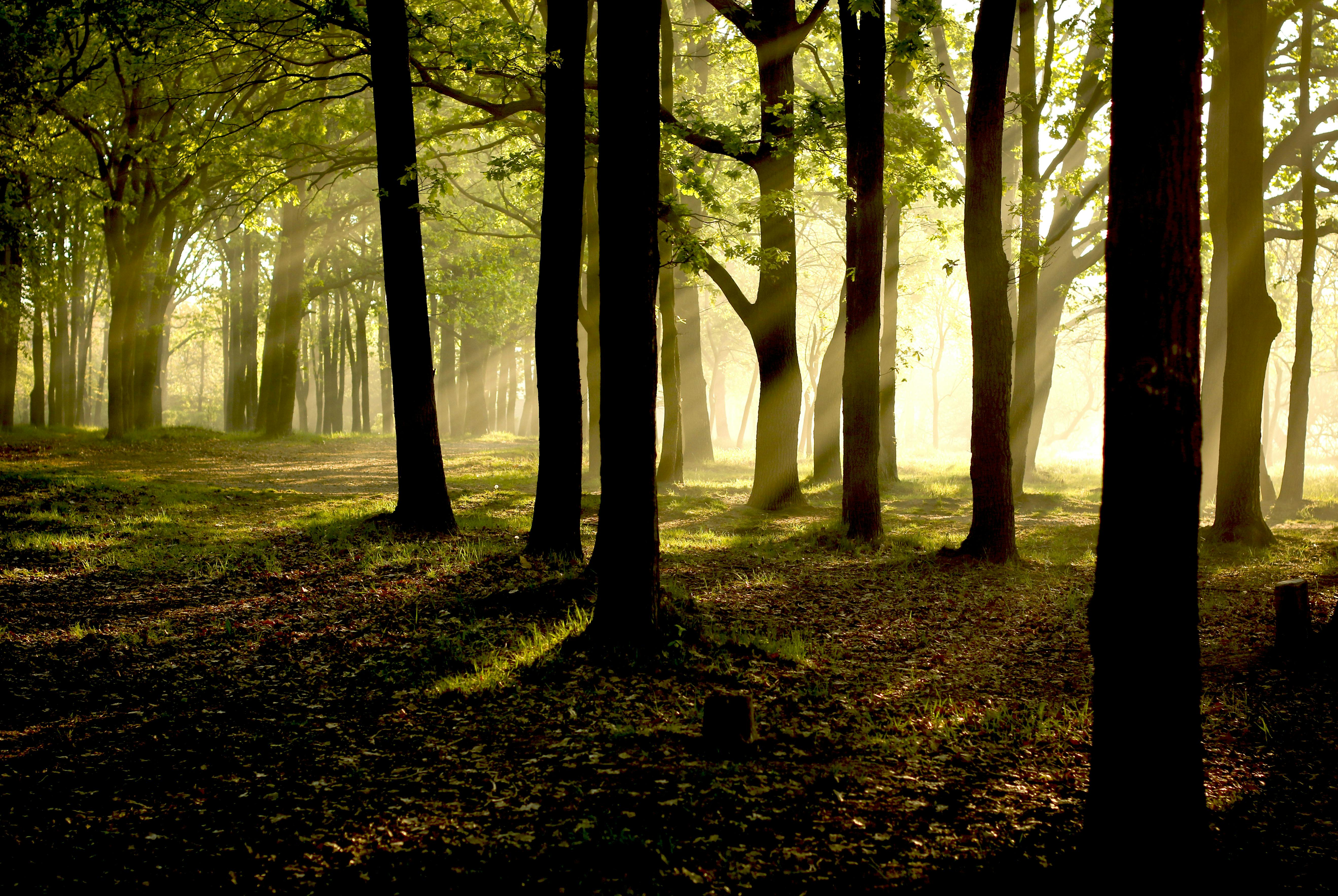 5277x3534 Forest With Sunlight · Free