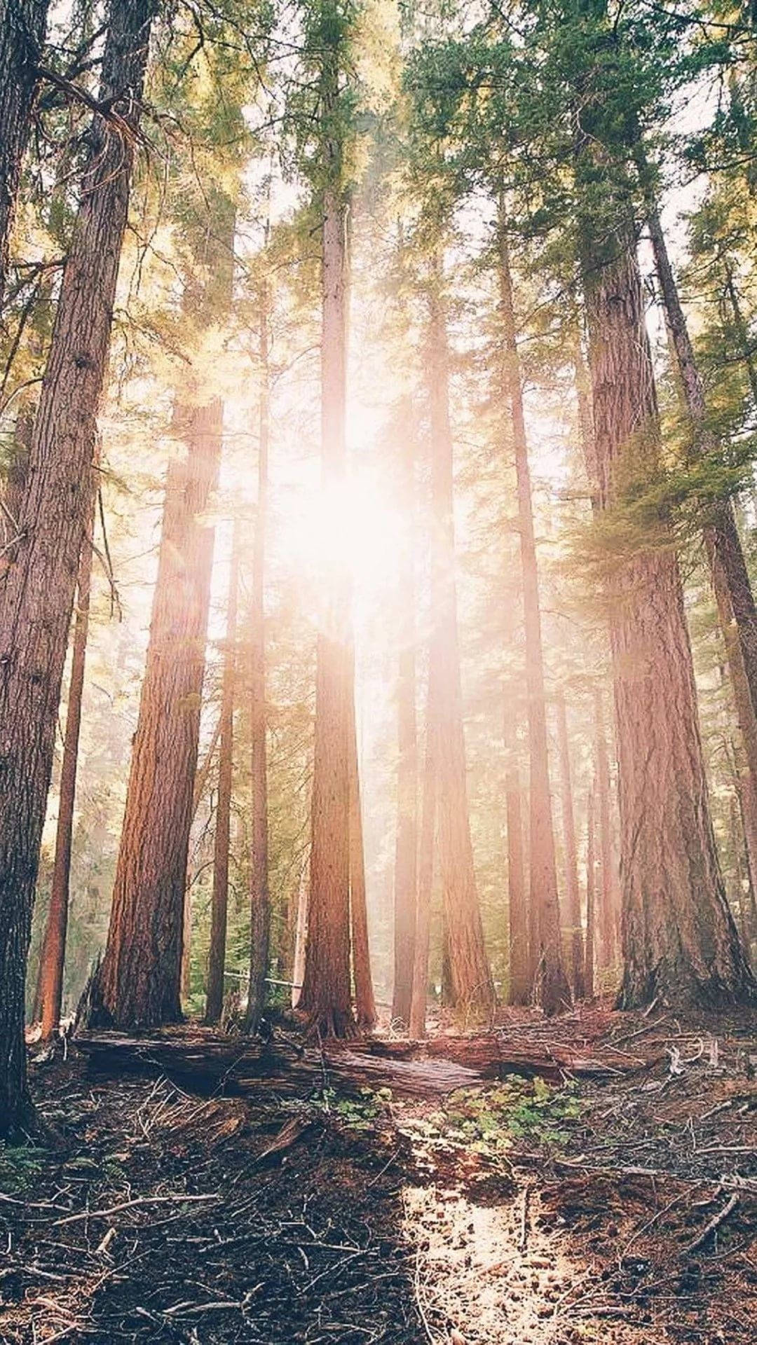 1080x1920 Download Sunrays Silhouetted The Forest iPhone Wallpaper
