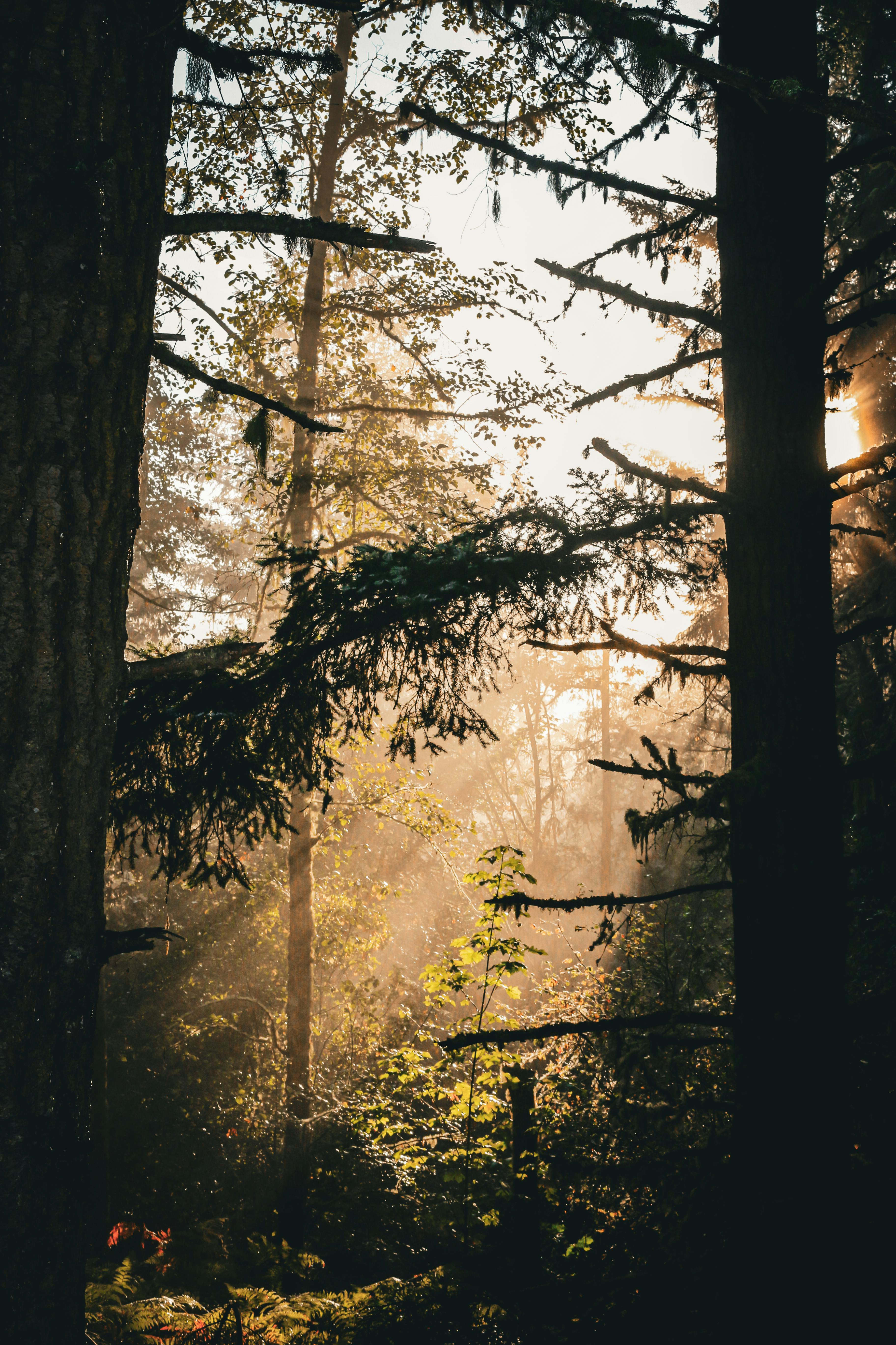 3648x5472 Sunlit Forest with Rays Through Trees · Free