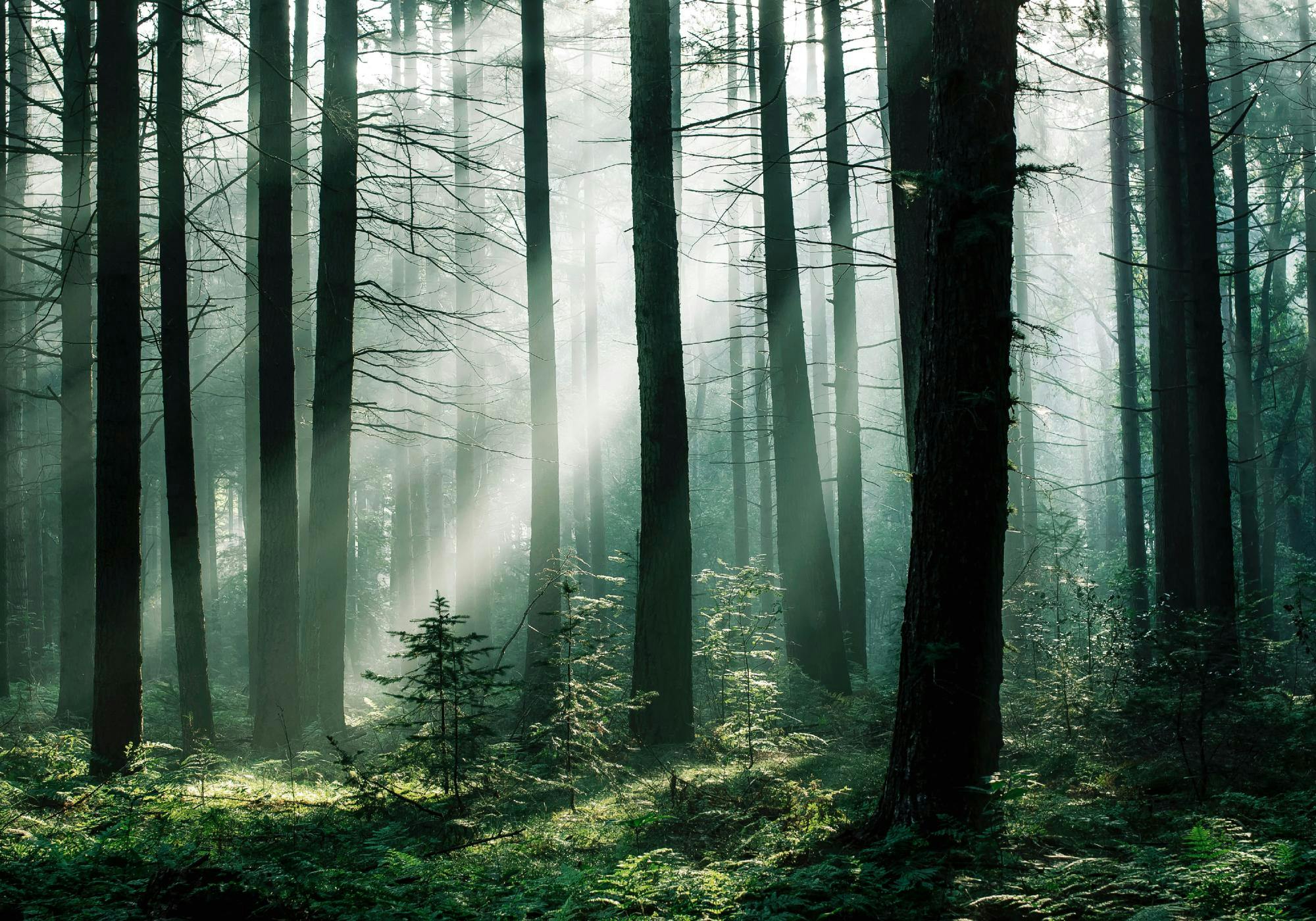 2000x1400 Forest Sunrise Forest Art Poster. Poster Store US
