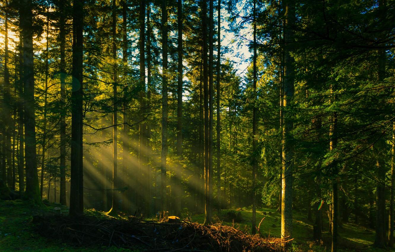 1332x850 Sun Rays Through Forest Trees Wallpaper