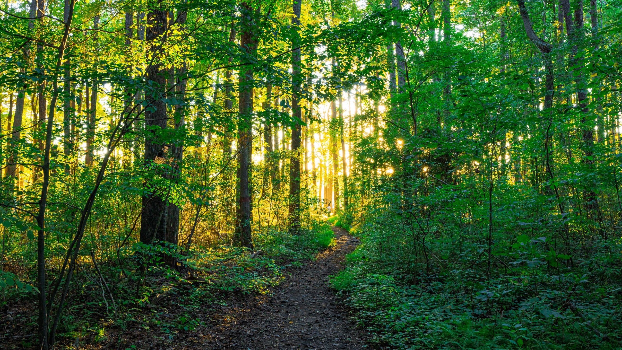2560x1440 Path Dry Leaves Forest Trees Sunlight Nature Wallpaper Bushes Background HD Nature Wallpaper