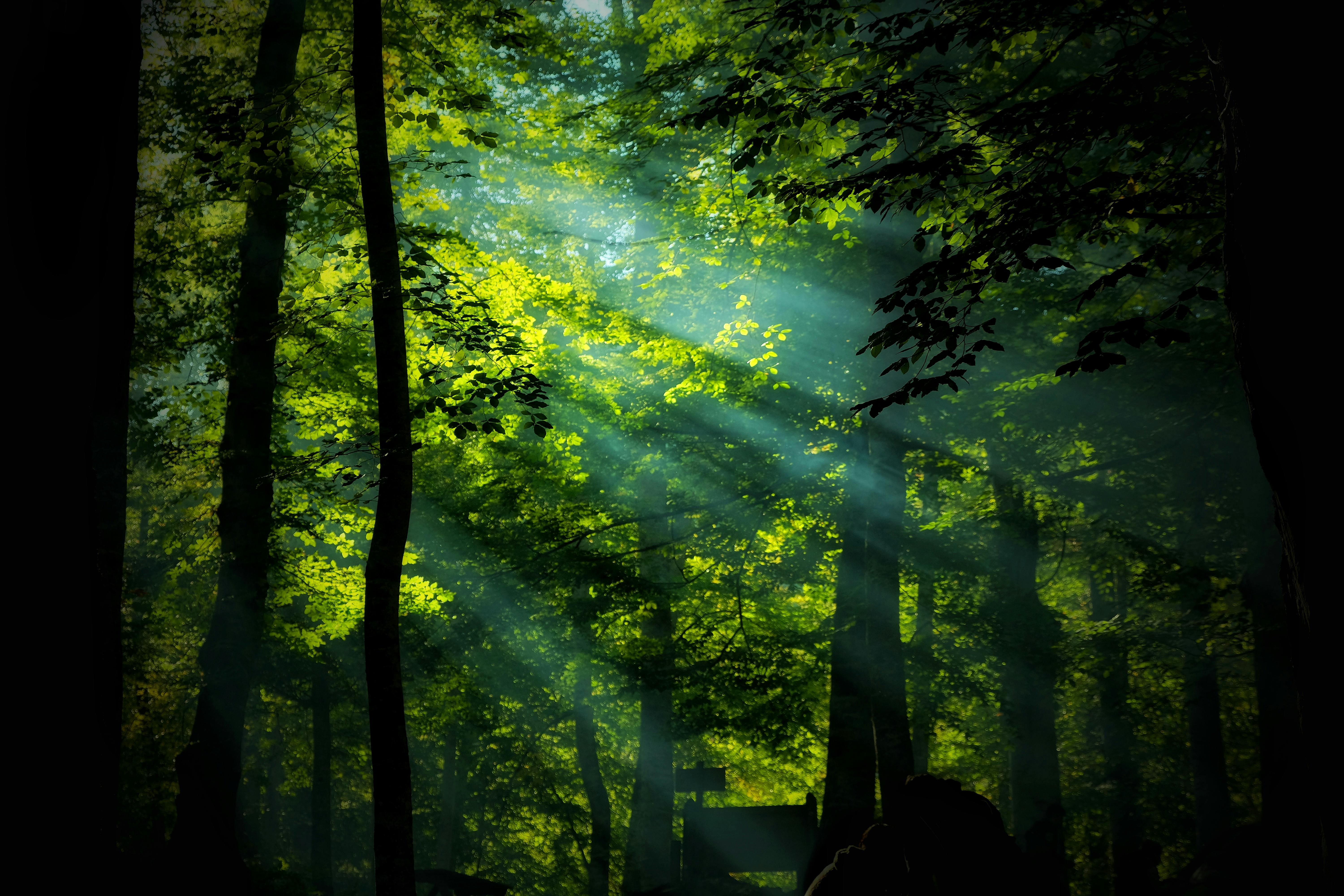 6000x4000 Sunlight in Forest · Free