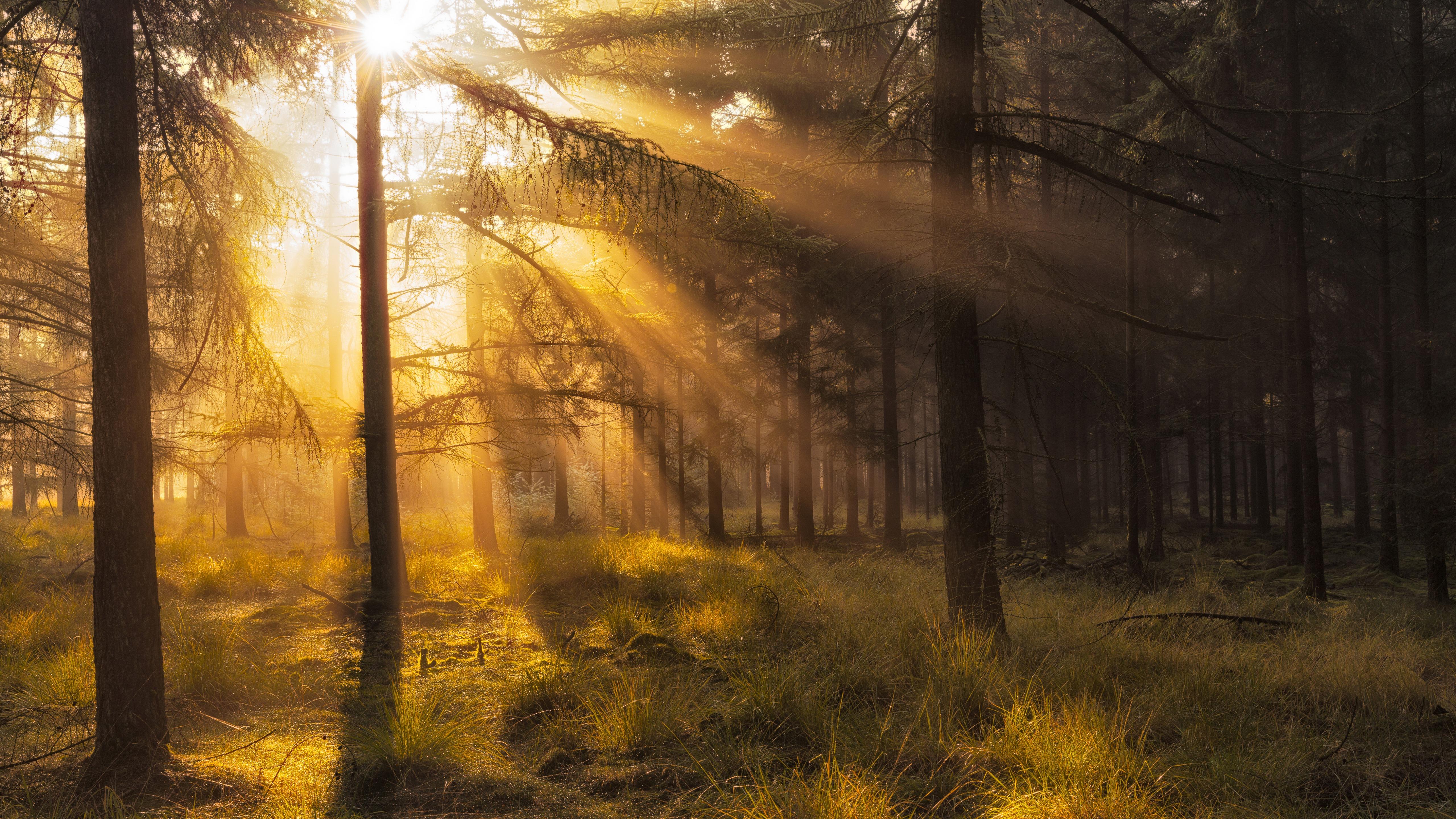 5120x2880 Download Forest Sunlight Nature Sunbeam 4k Ultra HD Wallpaperx2880