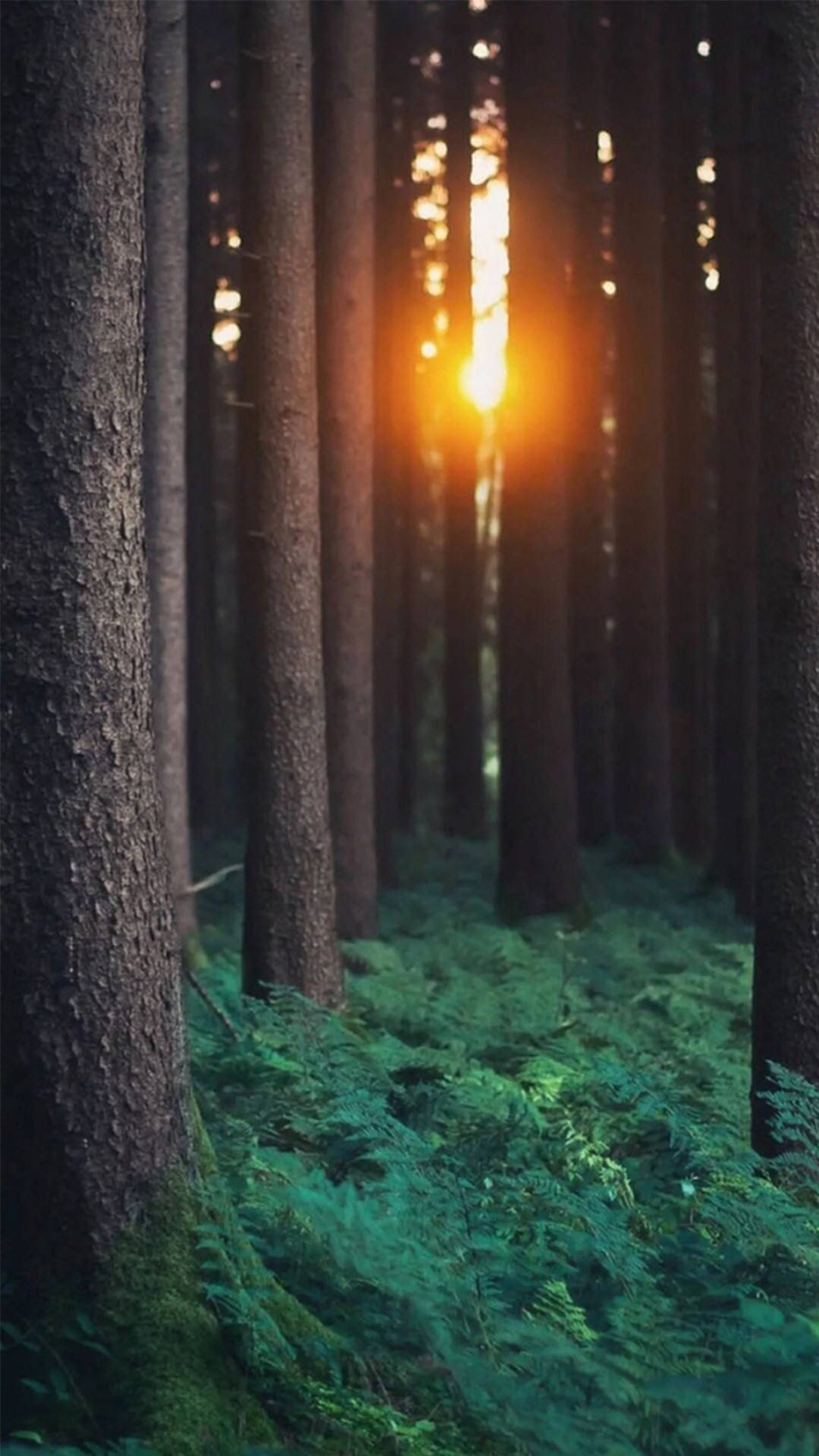 1080x1920 Download Sunlight In Forest iPhone Wallpaper
