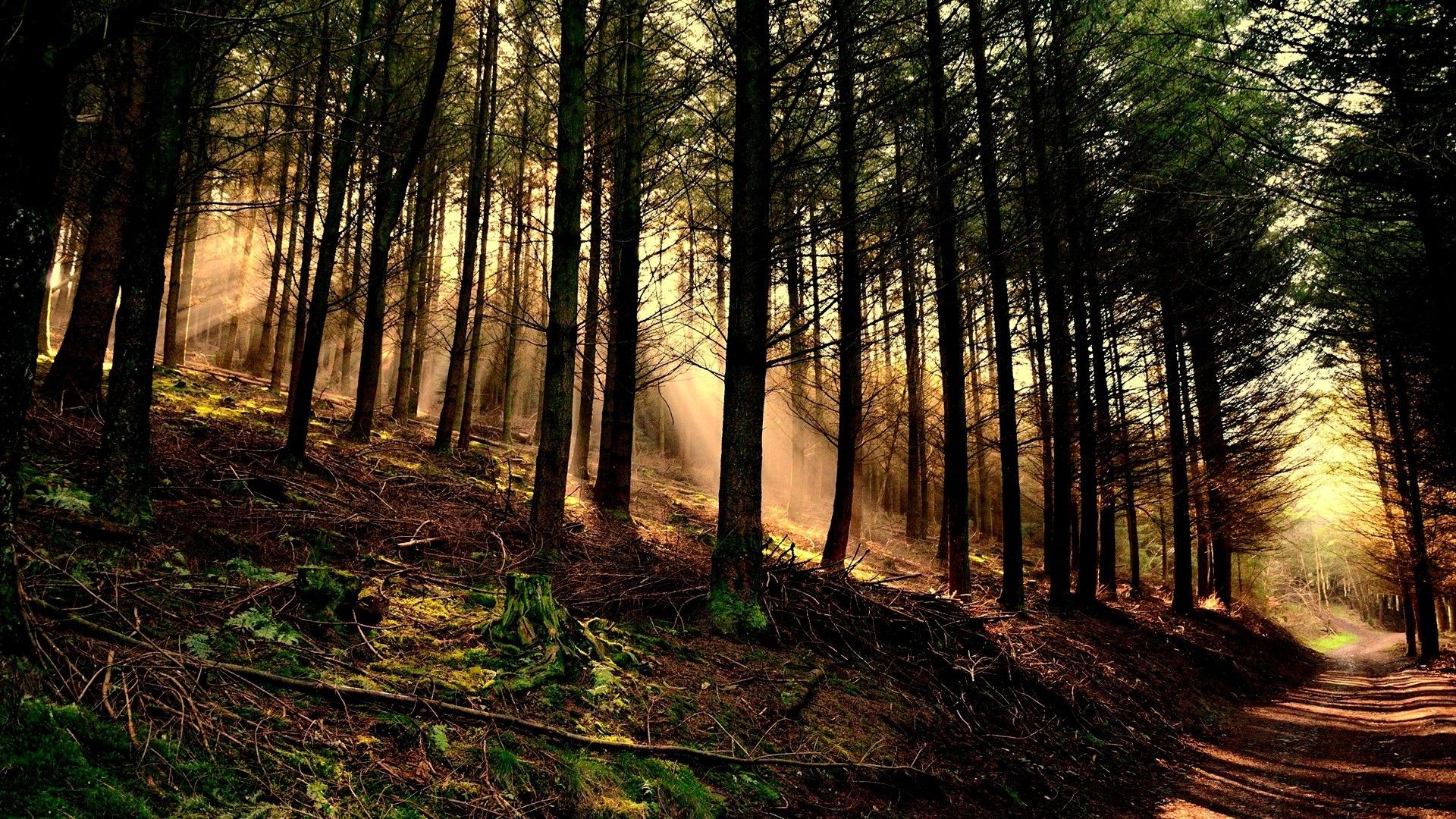 1920x1080 nature, Trees, Forest, Wood, Leaves, Branch, Sun Rays, Hill, Path, Moss, Roots, Dirt Road Wallpaper HD / Desktop and Mobile Background