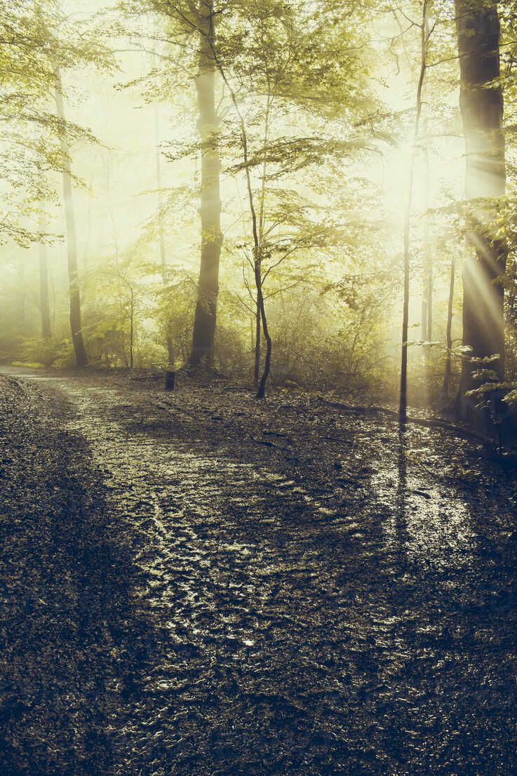 737x1106 Forest, forest path after rain against sun light