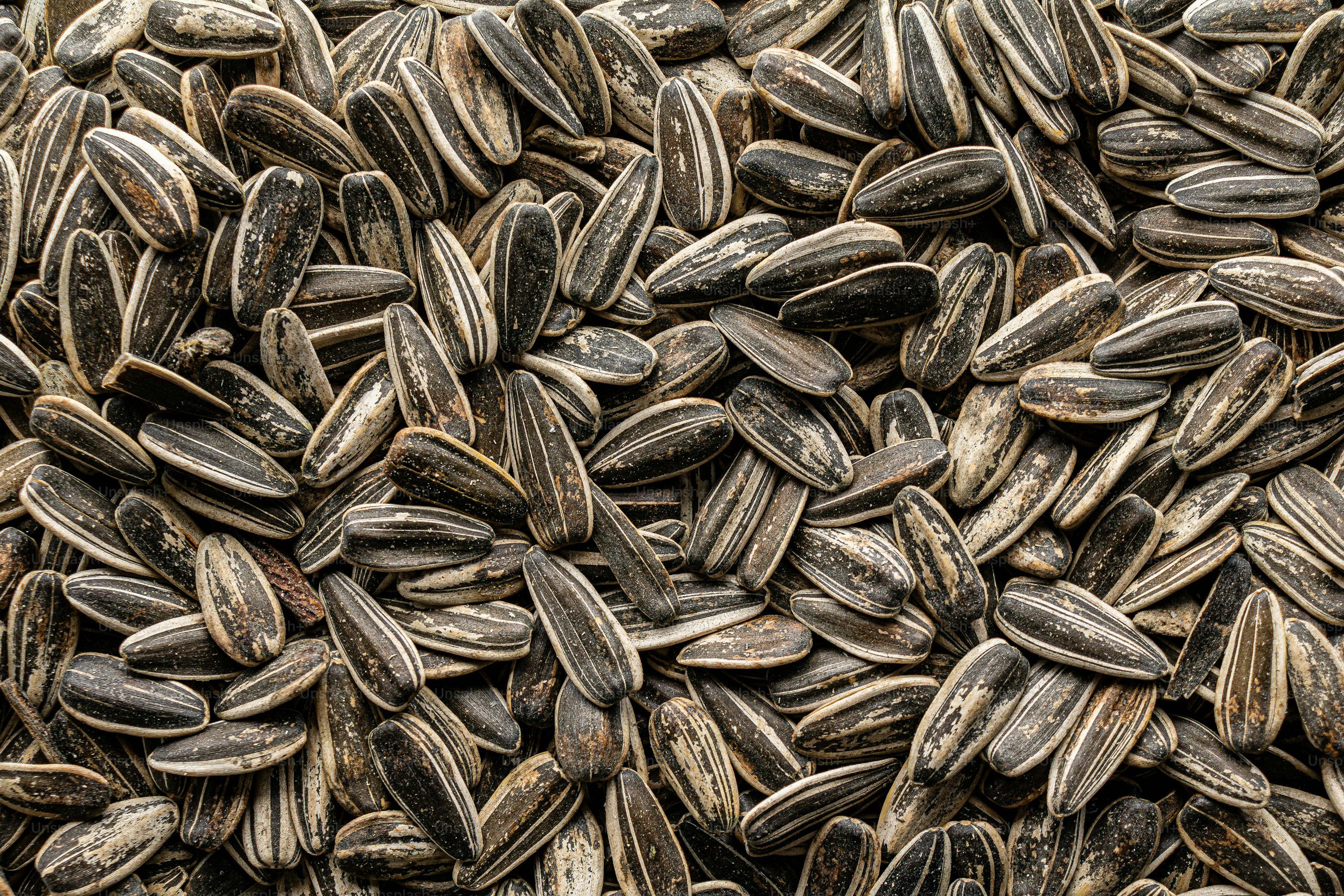 3000x2000 Sunflower Seeds Picture. Download Free Image