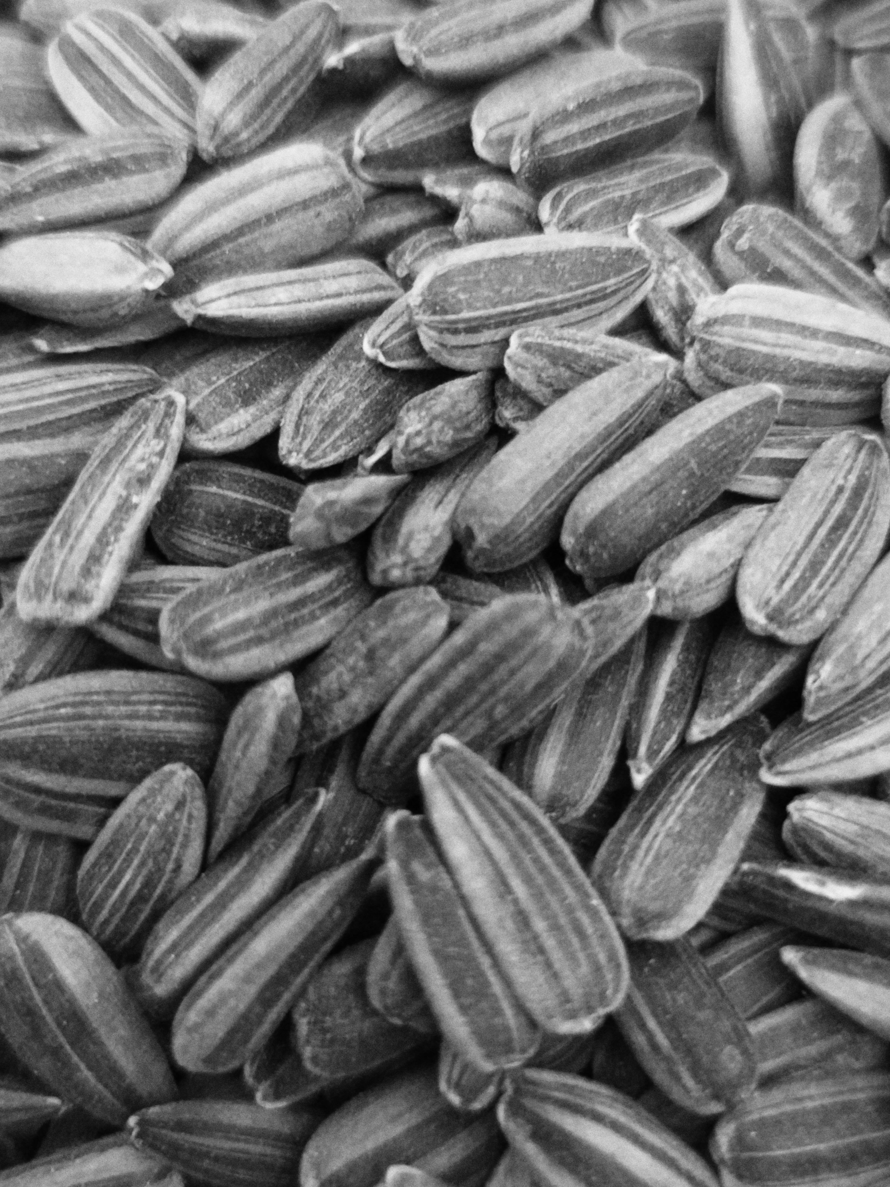3000x4000 Sunflower Seeds Picture. Download Free Image
