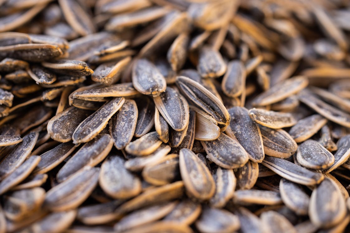 1124x750 Sunflower Seeds in Close Up Photography · Free