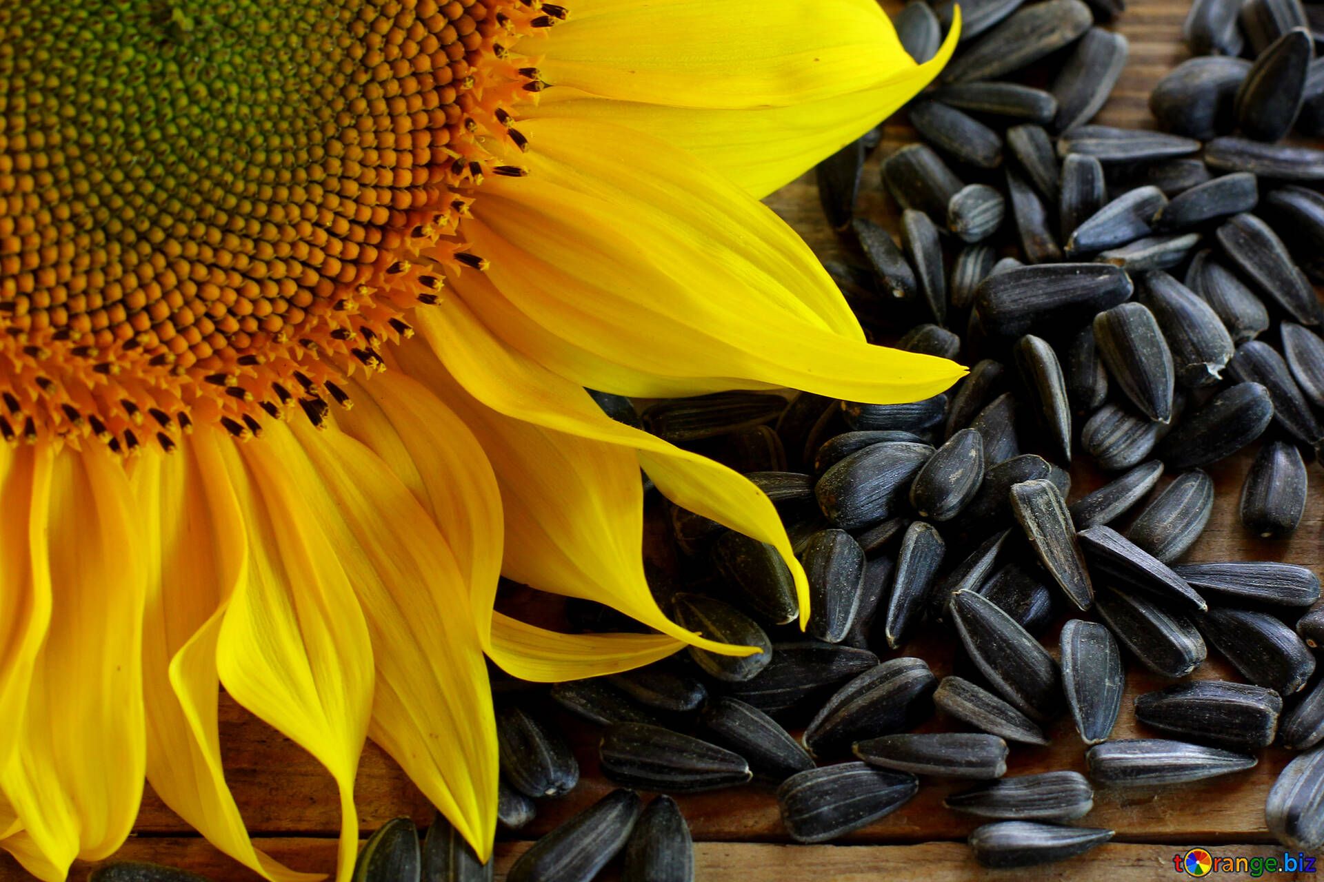 1920x1280 Sunflower seeds wallpaper free image - № 32751