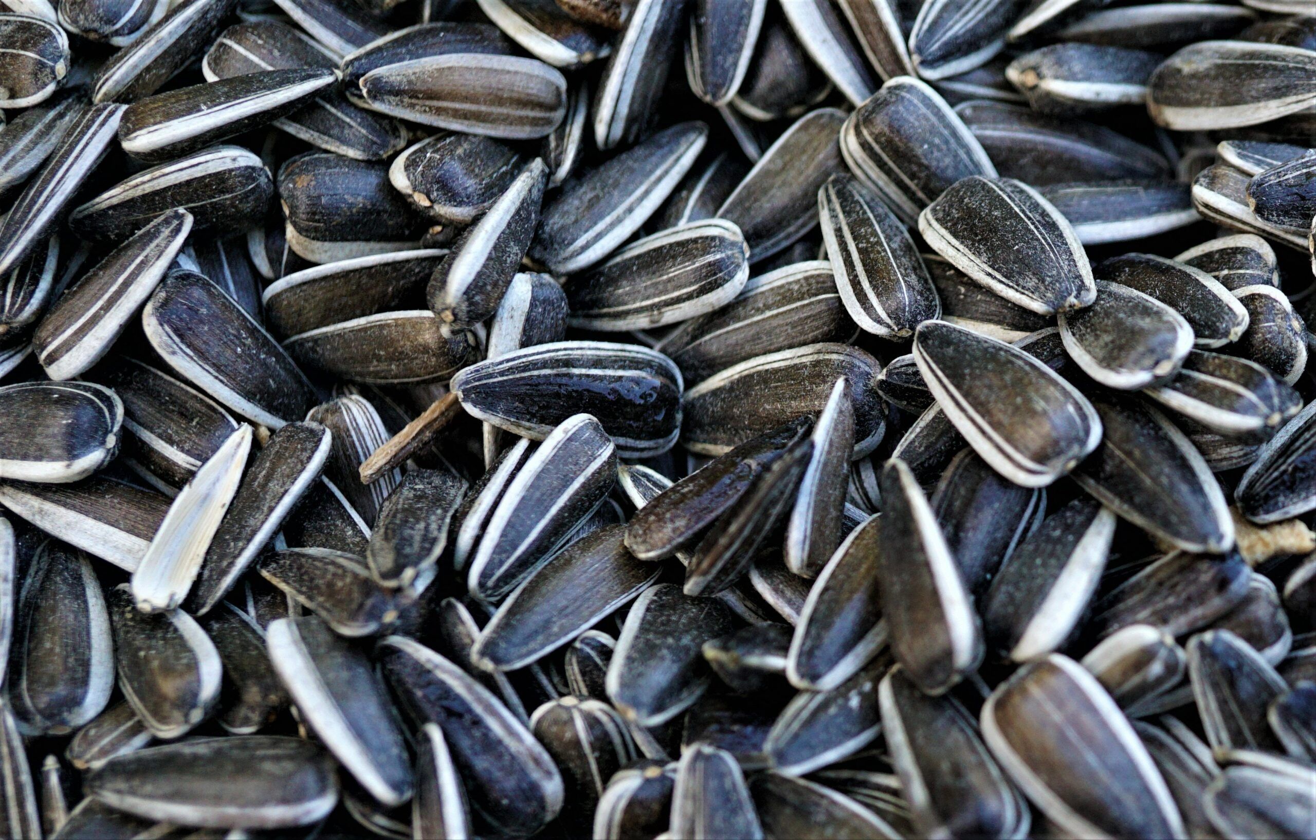 2560x1633 Sunflower Seeds Wallpaper
