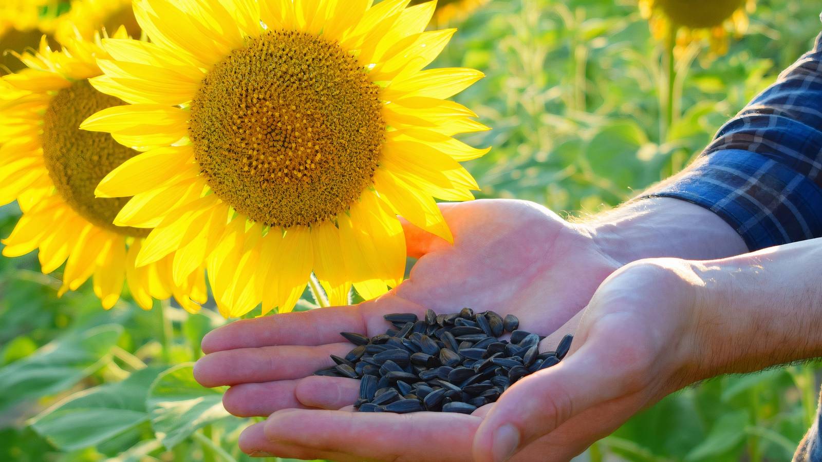 1600x900 How to Grow, Harvest, and Enjoy Sunflower Seeds from Your Garden