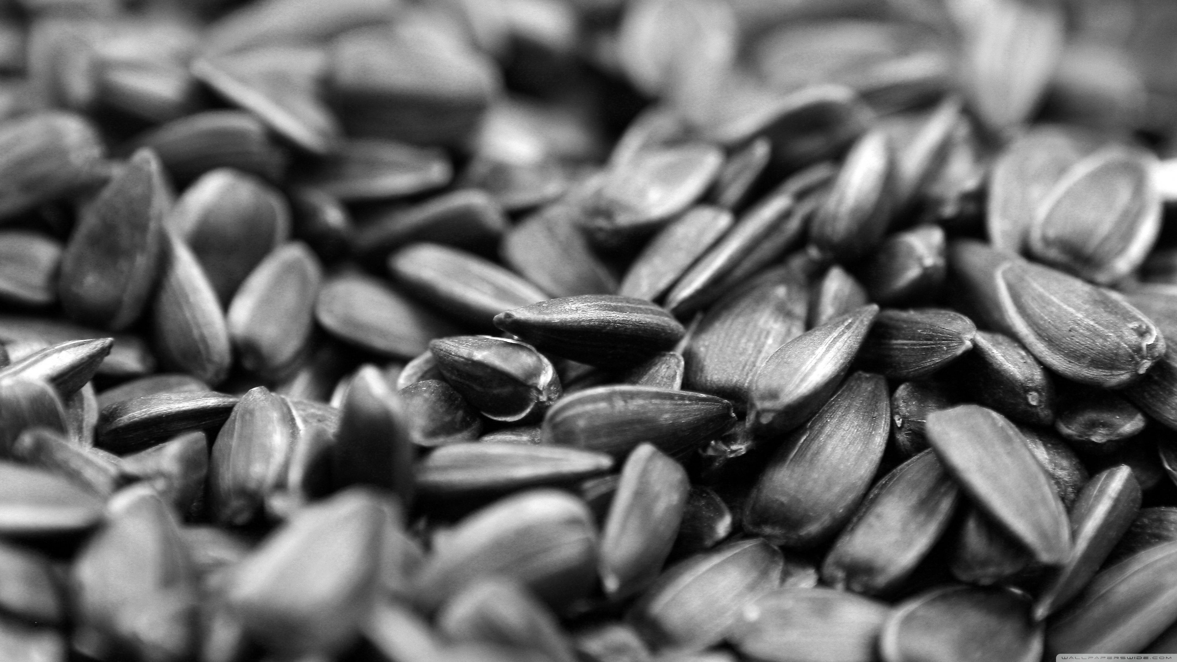 3840x2160 Sunflower Seed 4K UHD Wallpaper for UltraHD Desktop and TV : Widescreen and UltraWide Display : Smartphone and Tablet Devices