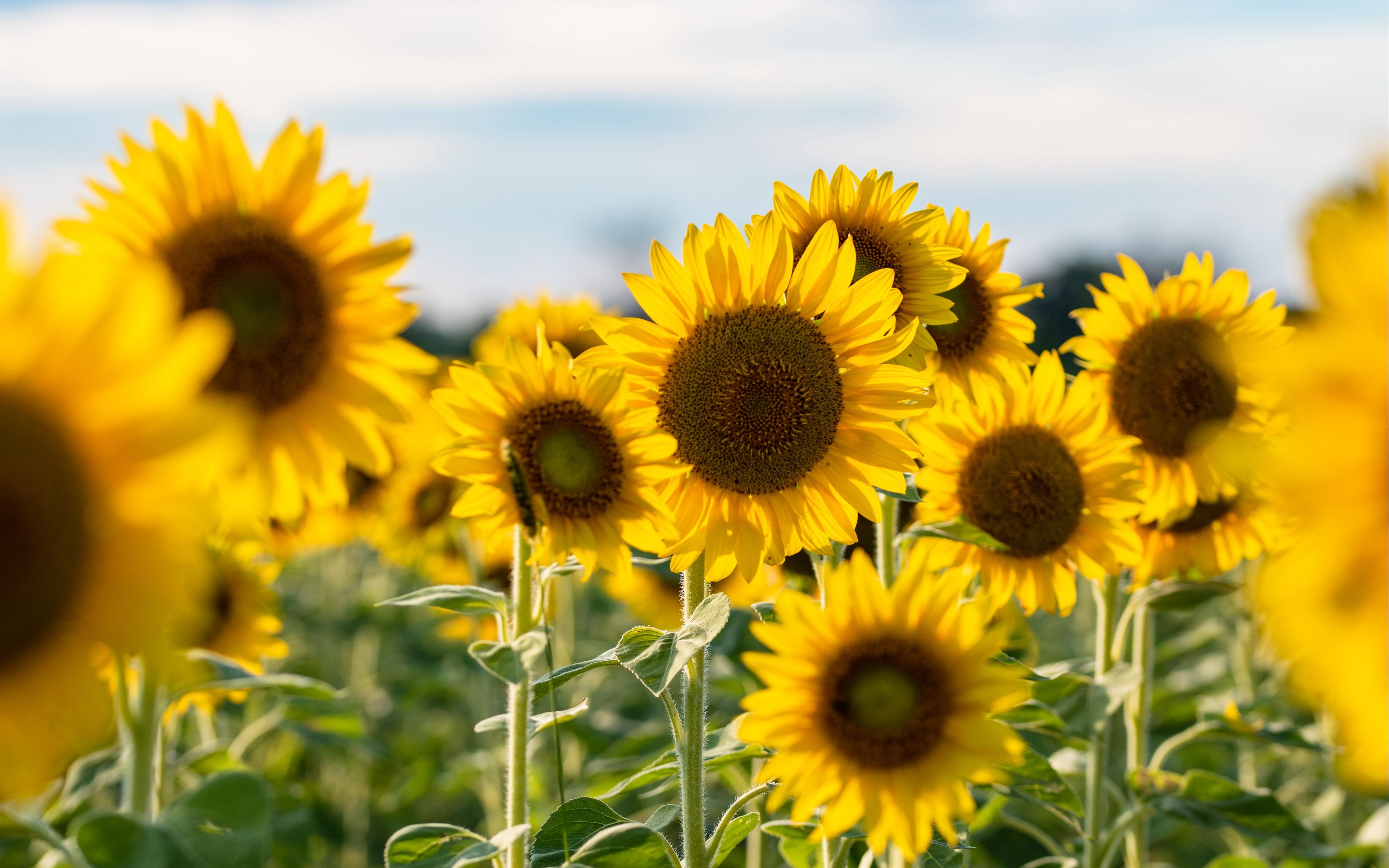 3840x2400 Wallpaper Sunflower, Sunflower Seed, Common Sunflower, Seed, Flower, Background Free Image