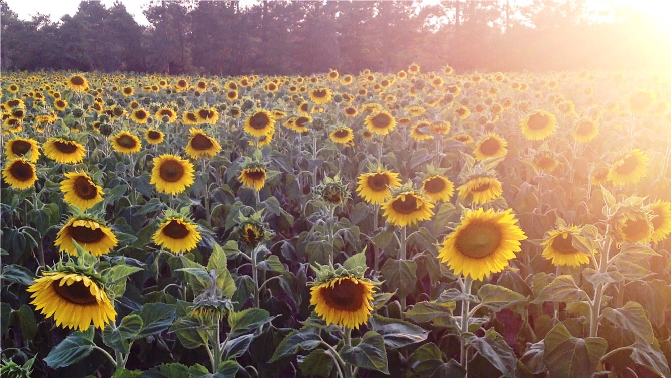 1332x750 Sunflower seeds are so underrated.