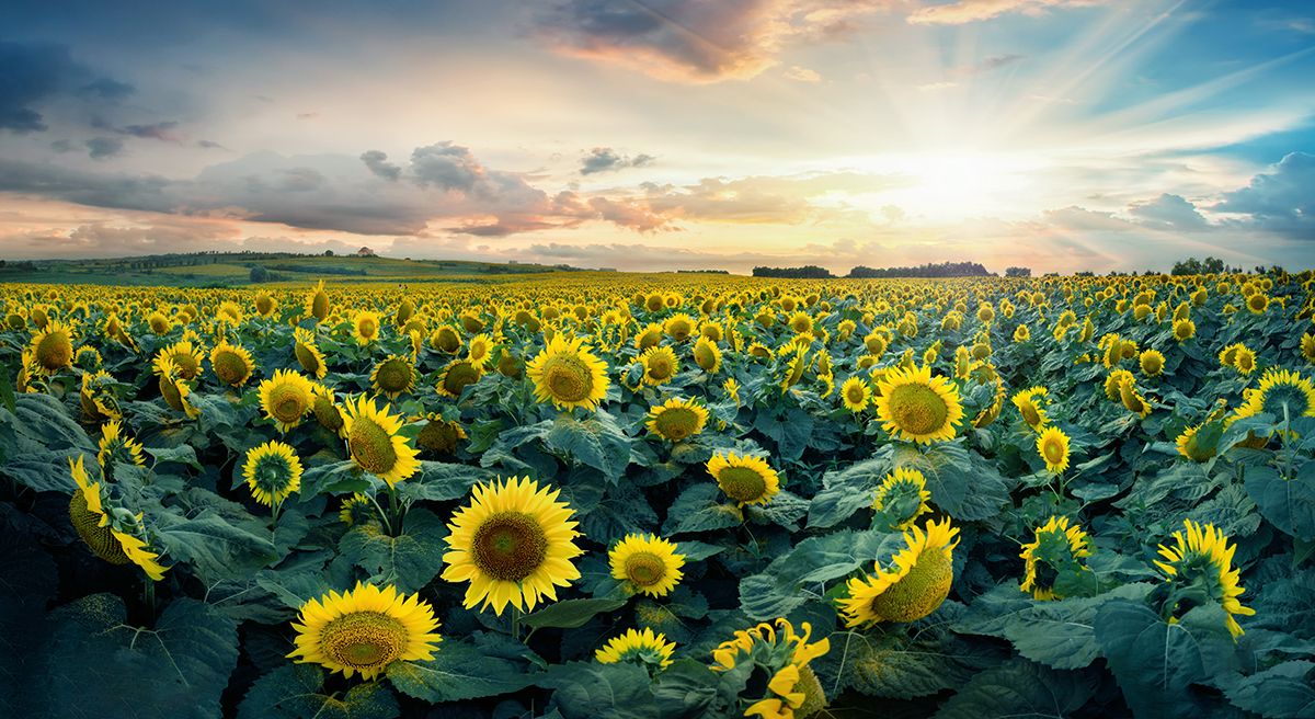 1200x656 Sunflower Field with Sunlight Through Clouds wallpaper®
