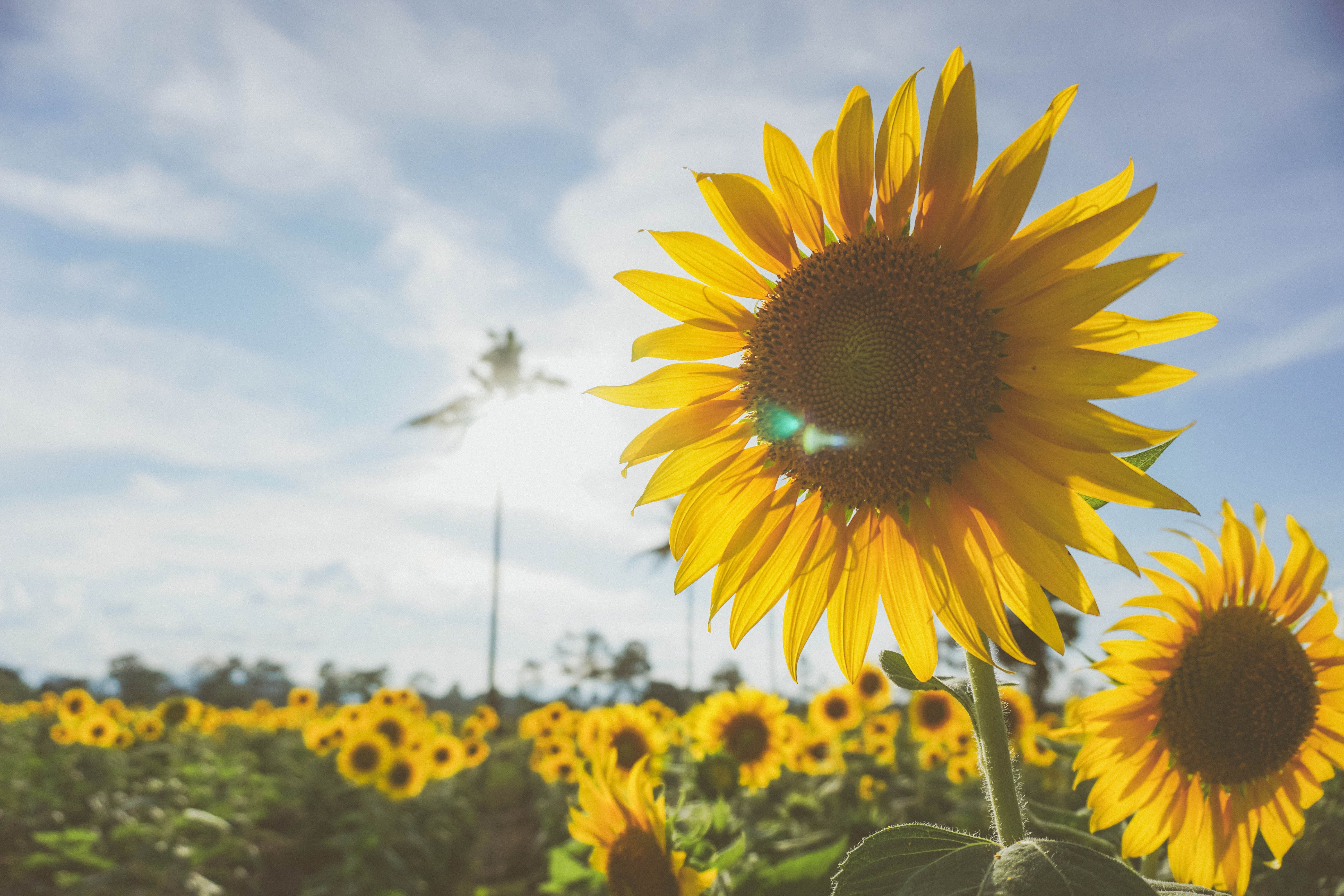 6000x4000 Free Image : flower, yellow, sky, flowering plant, field, sunflower seed, daisy family, sunlight, wildflower, spring, asterales, computer wallpaper 6000x4000 - อลิษา
