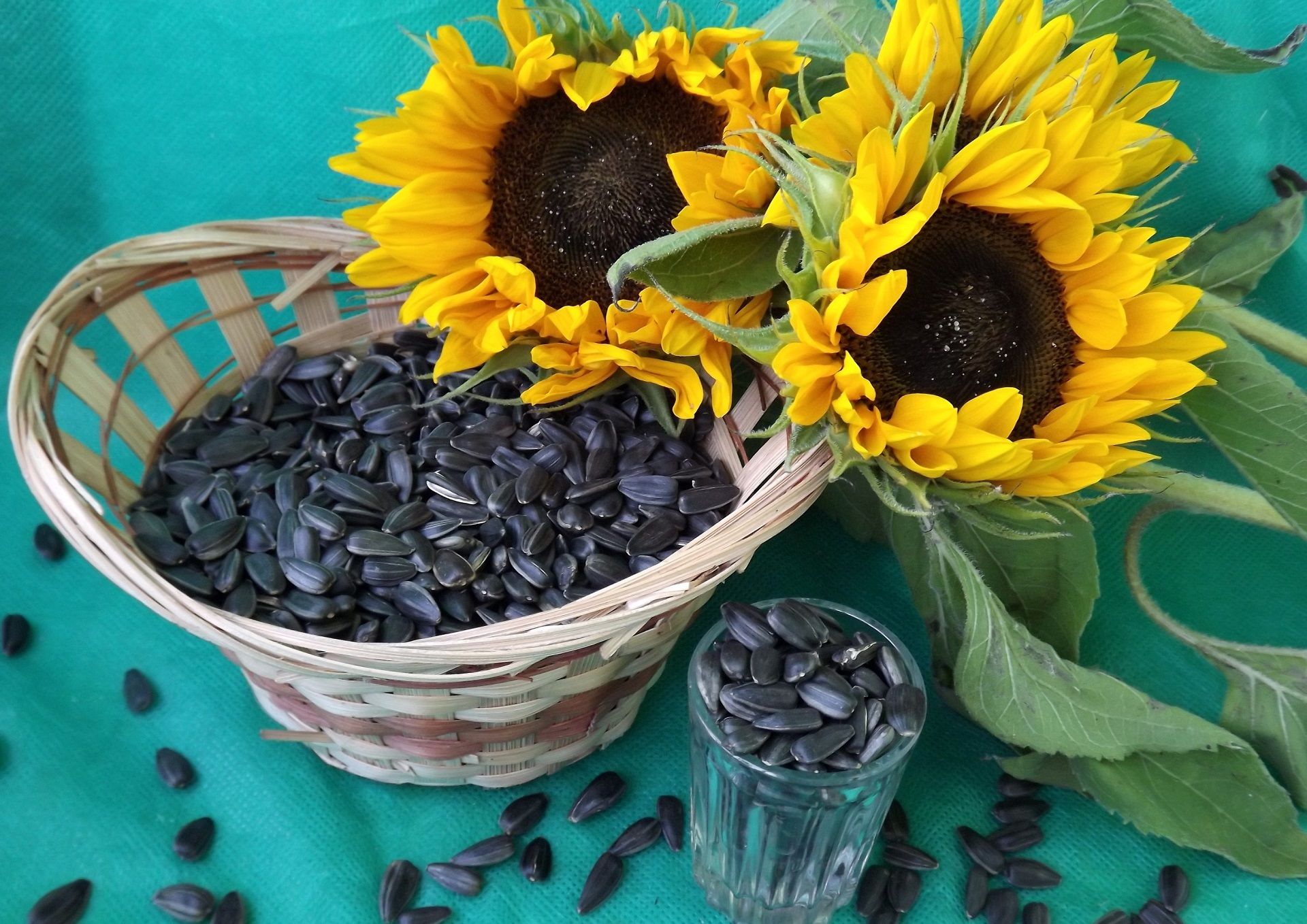 1920x1358 Phone wallpaper: Seed, Food, Still Life, Sunflower 918918