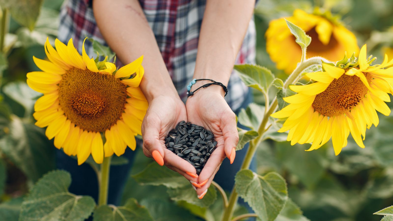1600x900 How To Harvest Sunflower Seeds To Eat Or Grow Next Year. Gardening Know How