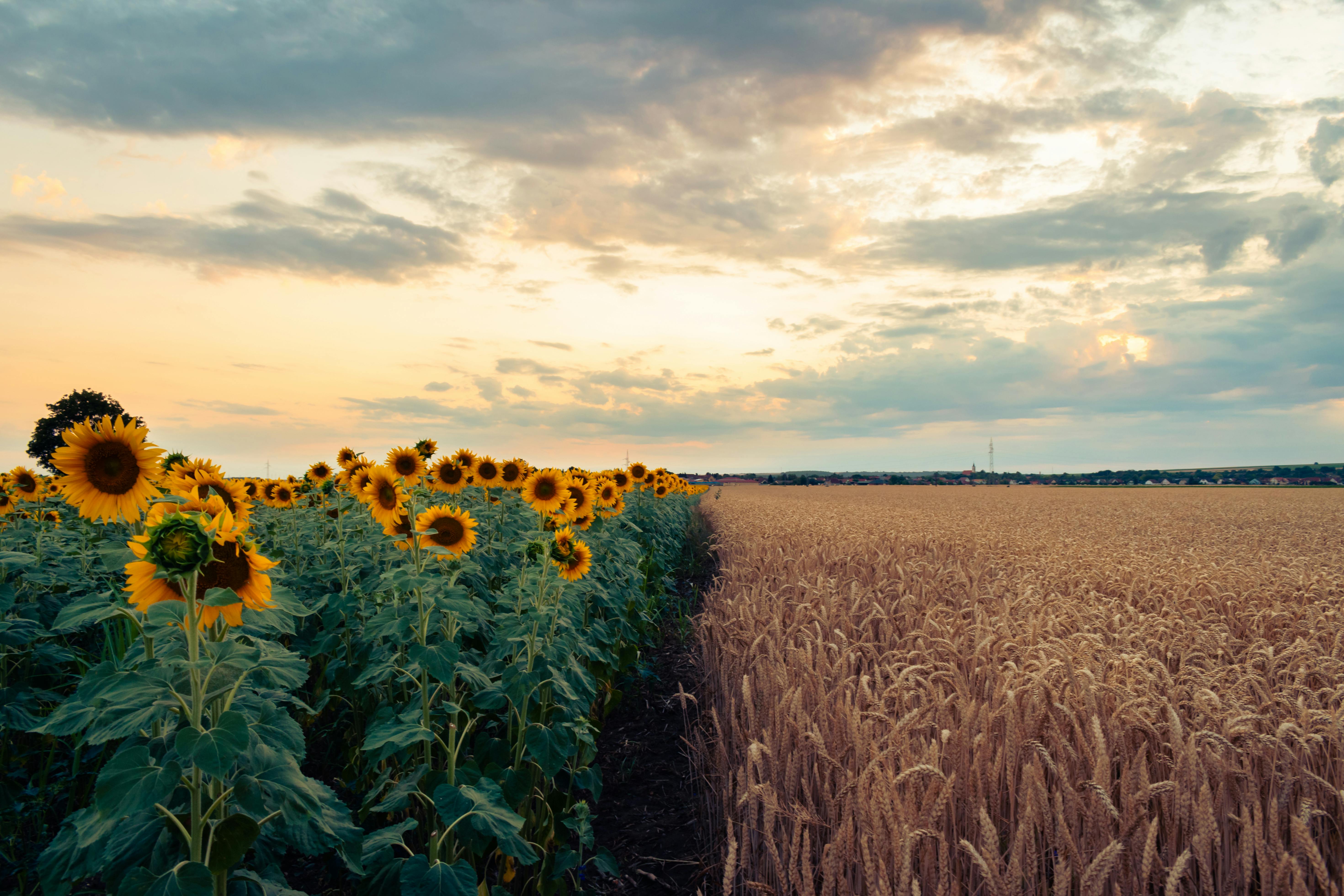 5881x3921 Sunflowers in a field at sunset · Free
