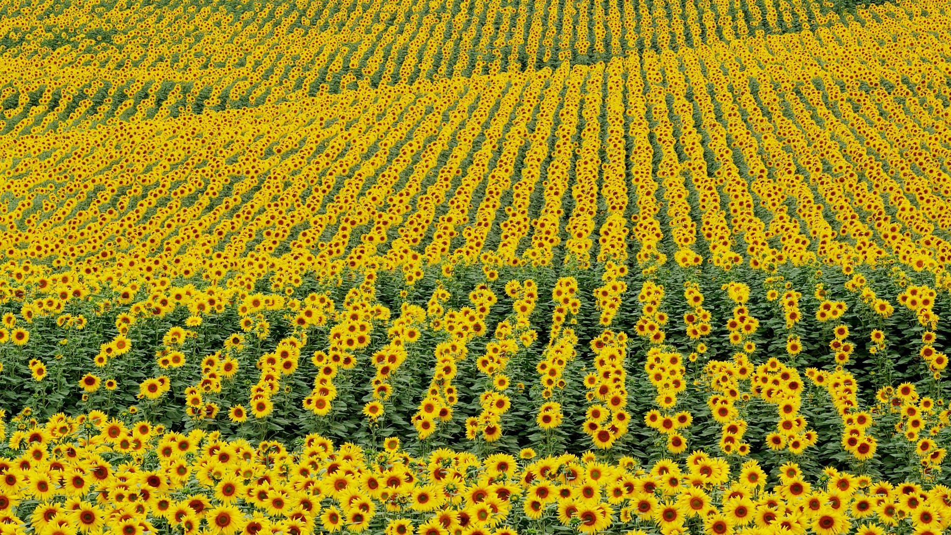 1920x1080 Sunflower Seeds Wallpaper
