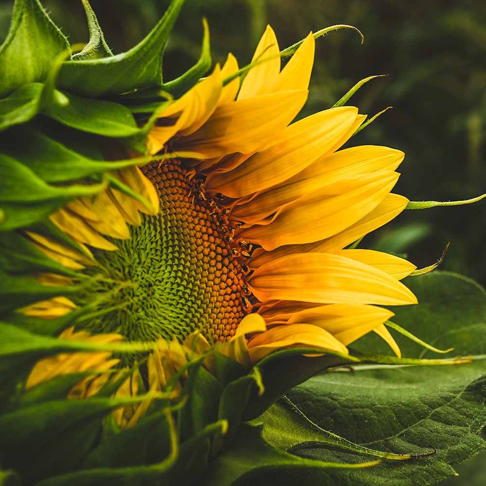 1000x1000 Black Russian Sunflower Seeds - (Helianthus annuus)