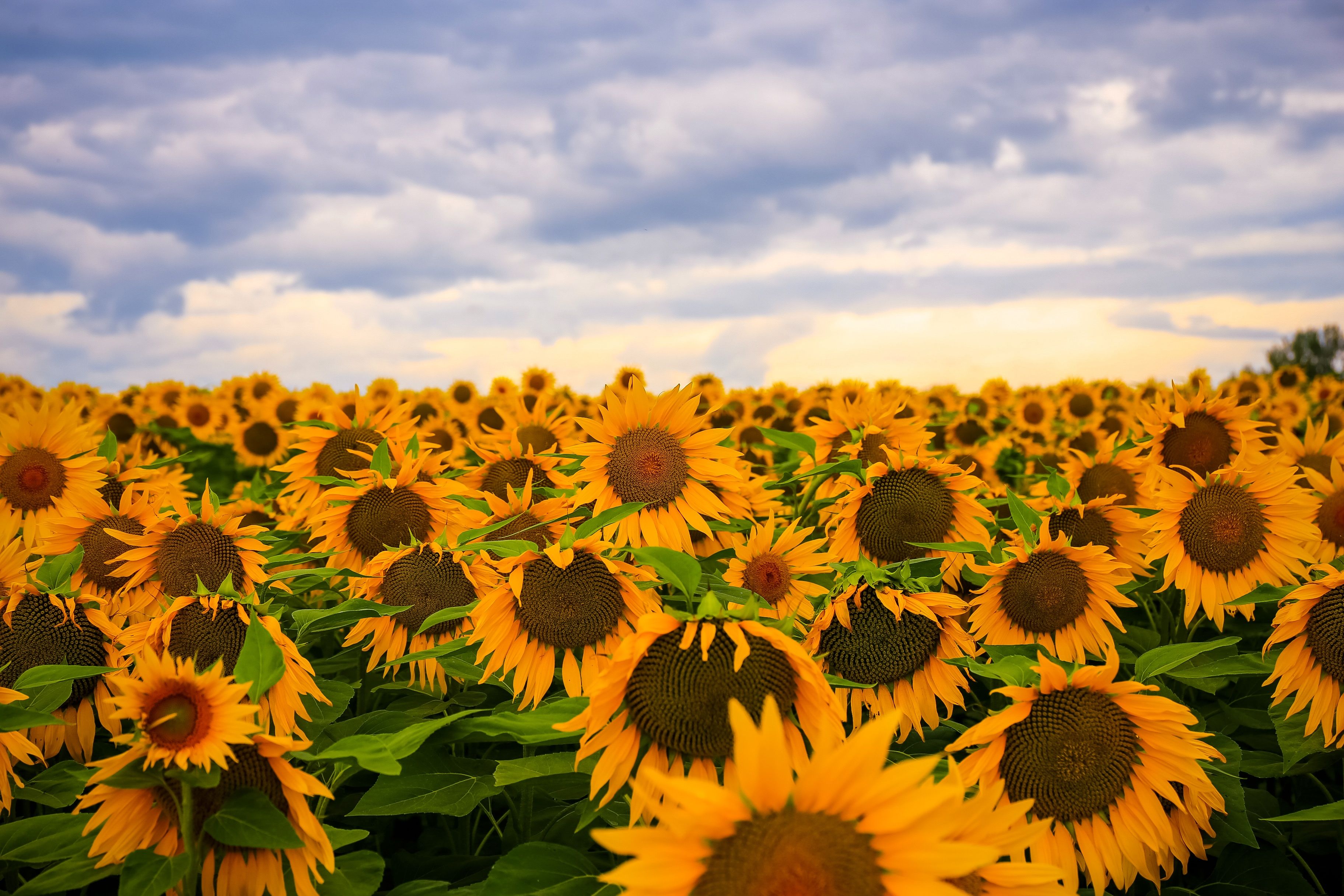 3648x2432 Free Image : landscape, nature, sky, sun, field, meadow, prairie, sunlight, flower, summer, spring, yellow, agriculture, wildflower, sunny, cool image, summertime, cool photo, flowering plant, daisy family, asterales, sunflower seed, computer wallpaper