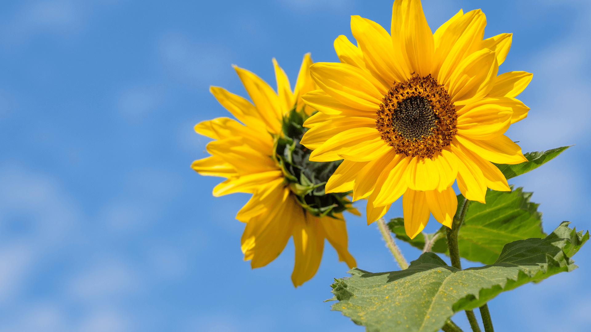 1920x1080 Sunflower Seed Sauce
