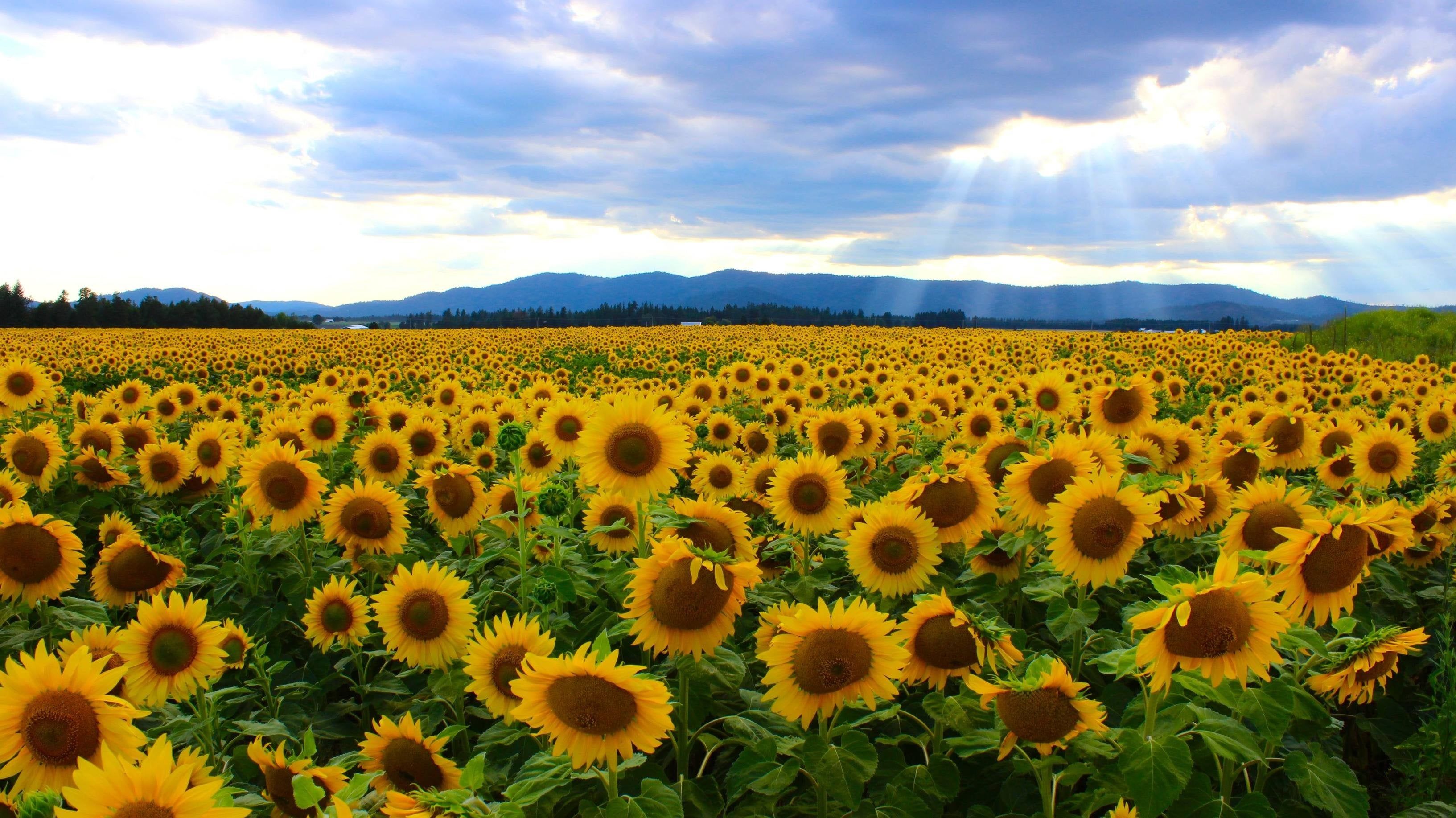 3266x1835 Field Of Sunflowers (Photo By U Spockgiirl) [3266 X 1835]