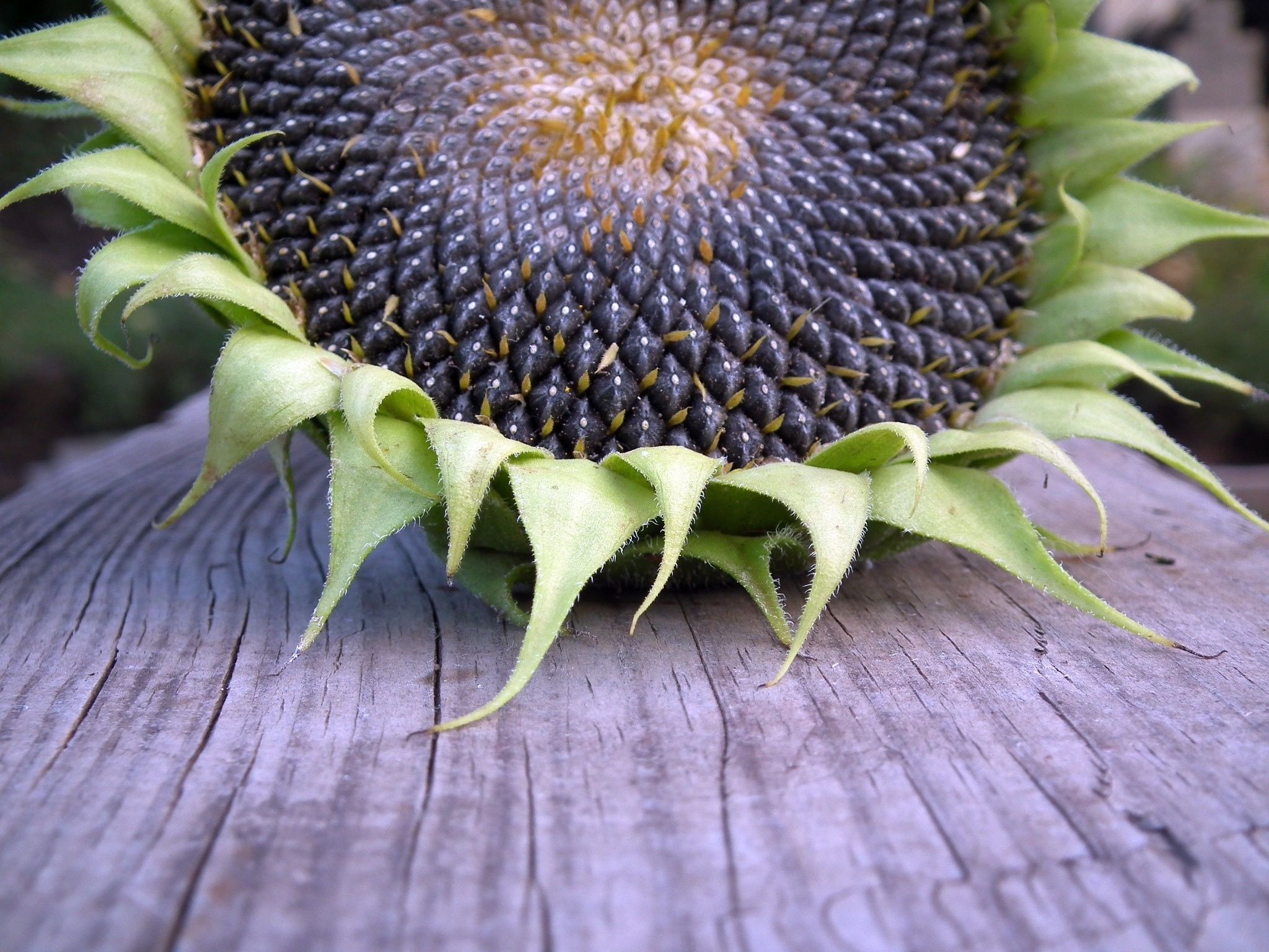 2048x1536 Sunflower Seeds Wallpaper
