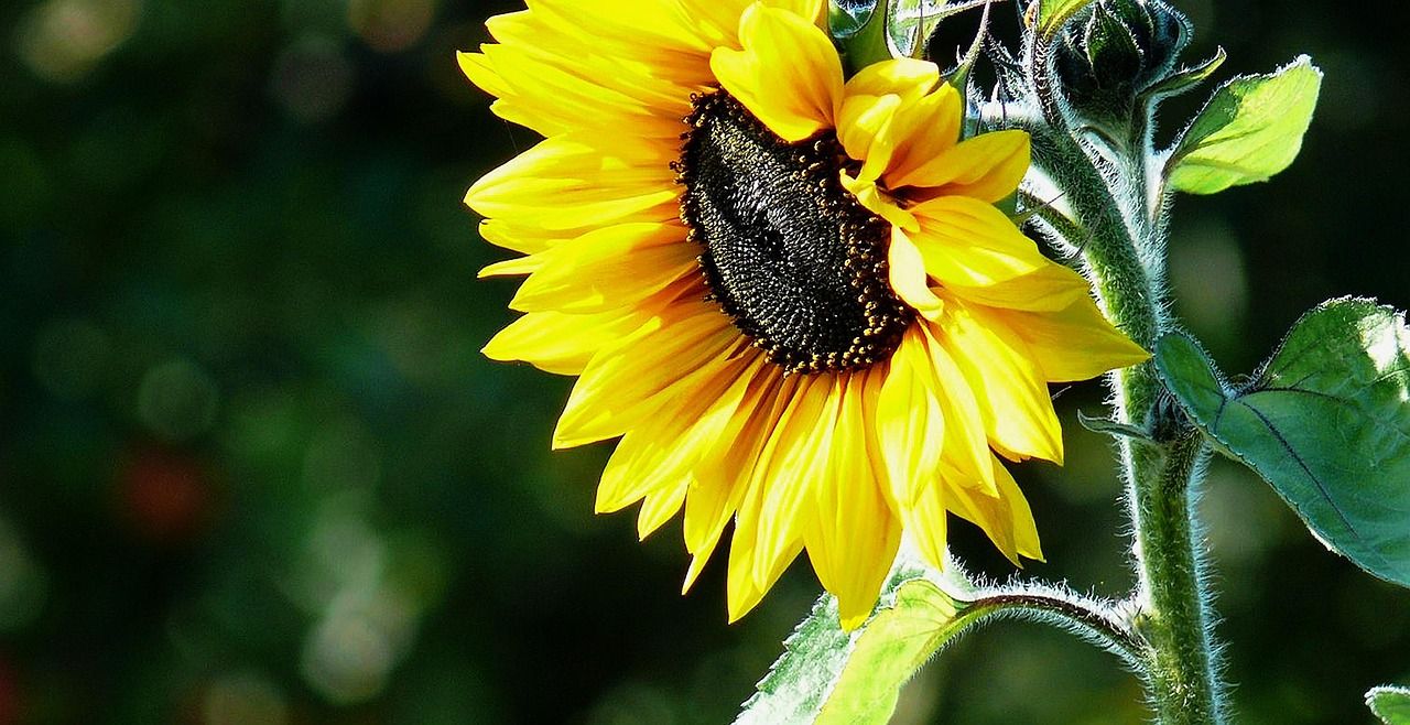 1280x658 Sunflower Seeds