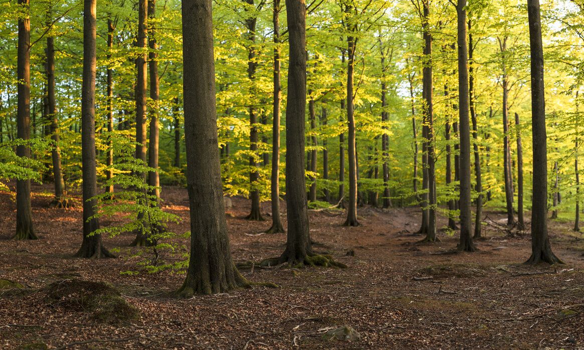 1165x699 Rural Swedish Beech Forest