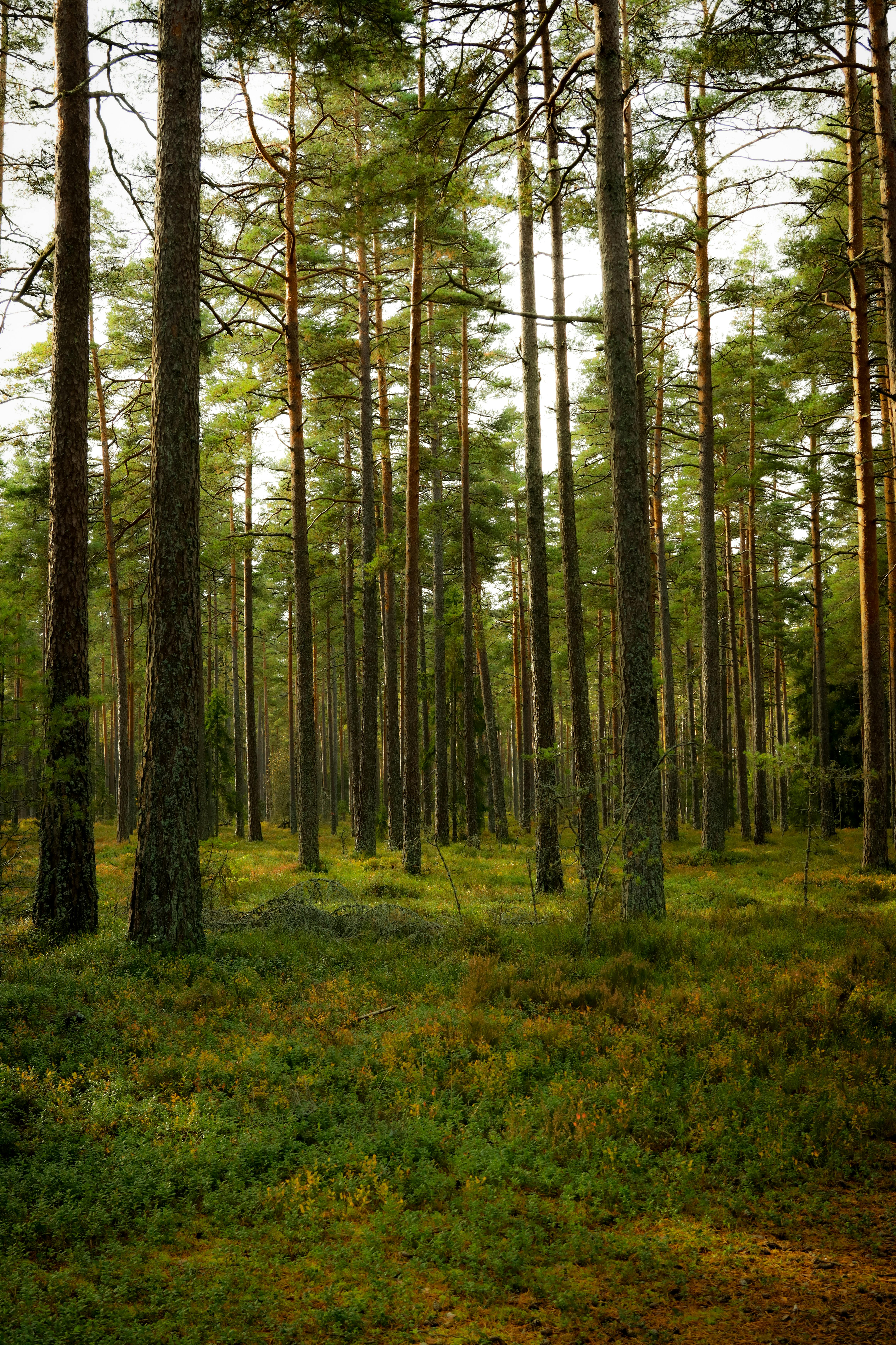 4640x6960 Swedish Forest Photo, Download The BEST Free Swedish Forest & HD Image