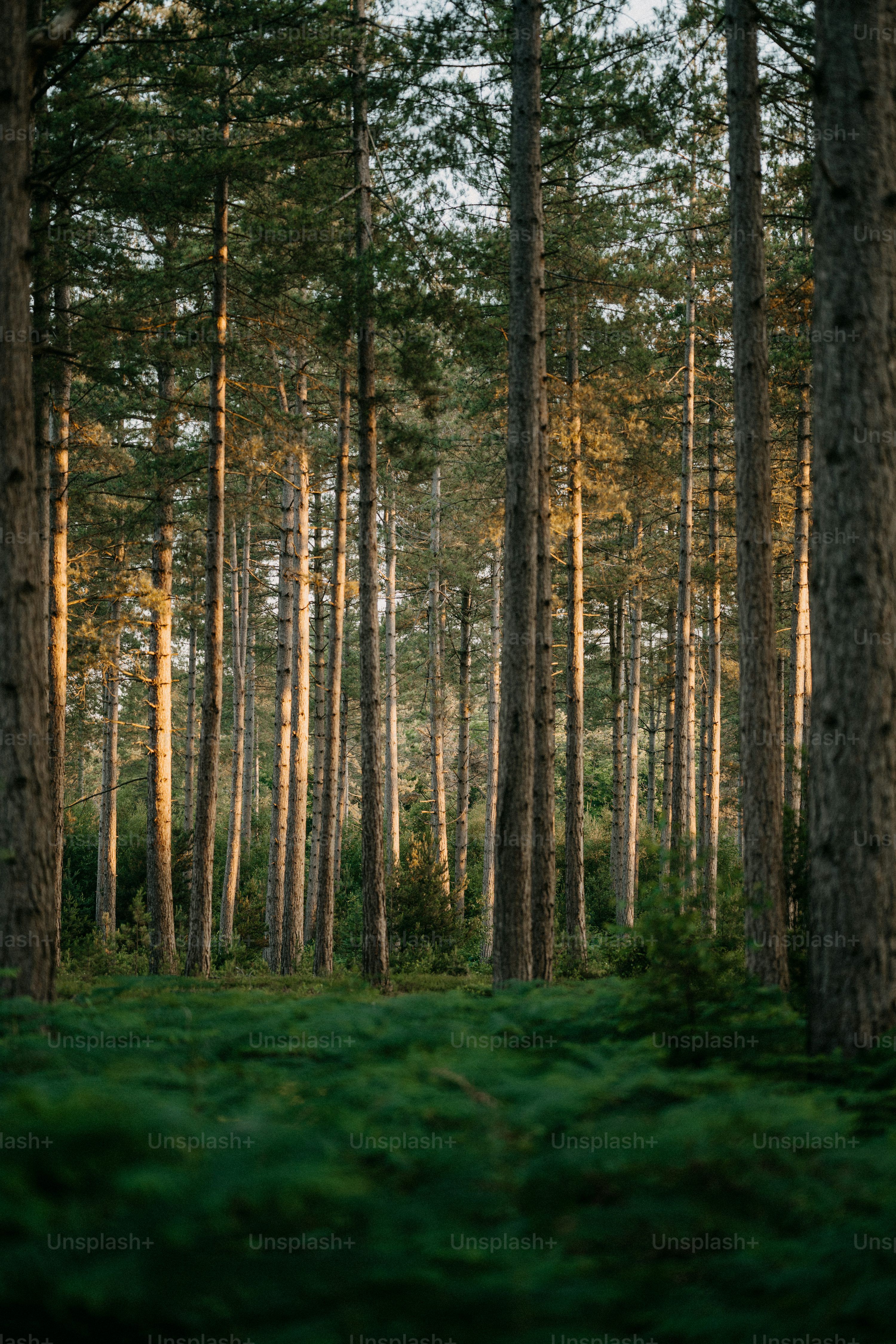 3000x4500 Swedish Forest Picture. Download Free Image