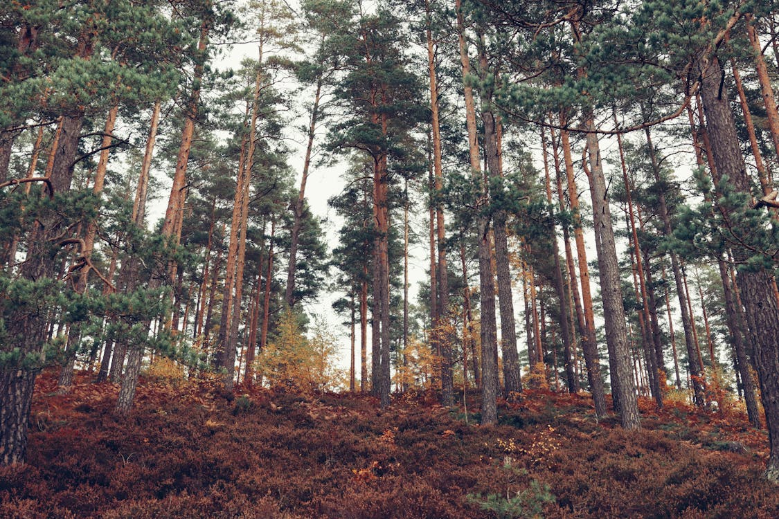 1125x750 Scandinavian Forest in Autumn, Sweden · Free