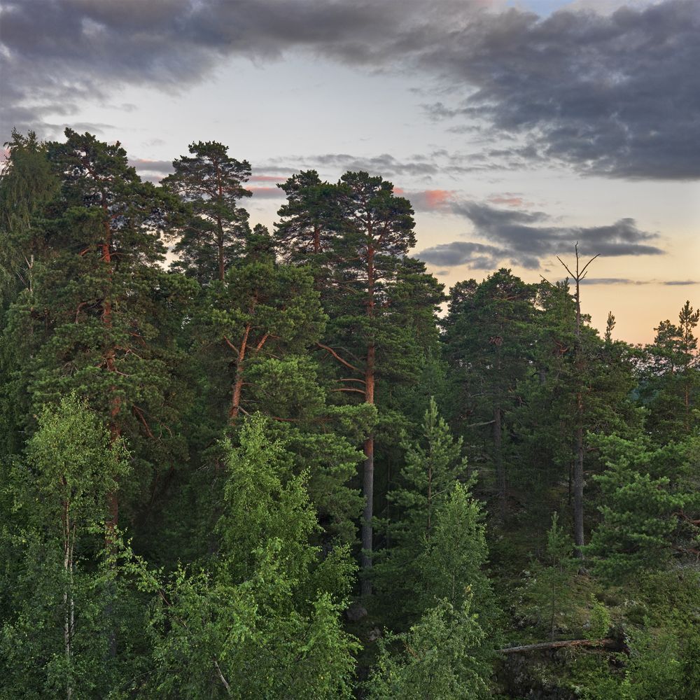 1000x1000 Wall mural Beautiful Swedish Forest from Wallpassion. wallpassion.co.uk